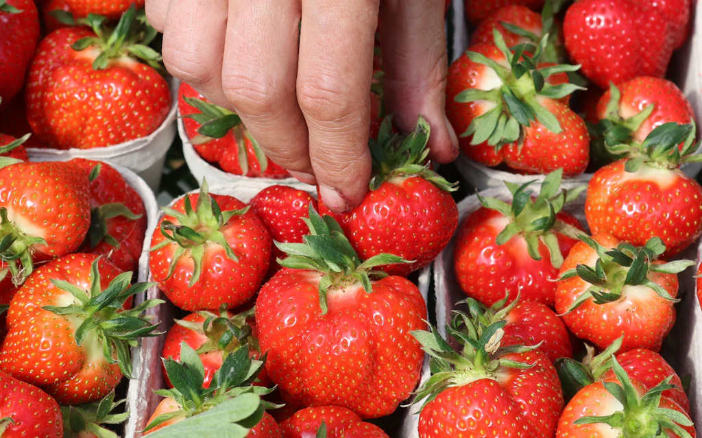 Rezept: Frischer Salat mit Erdbeeren, Rauke und Pinienkernen!