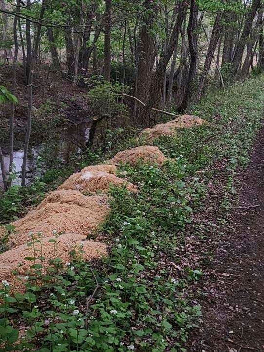 Image - 15 Schubkarren-Ladungen: Riesige Nudelberge im Wald entdeckt!