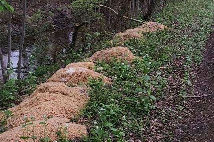 Mehr als al dente: Die Nudeln wurden ungekocht an den Bach in New Jersey gekippt.