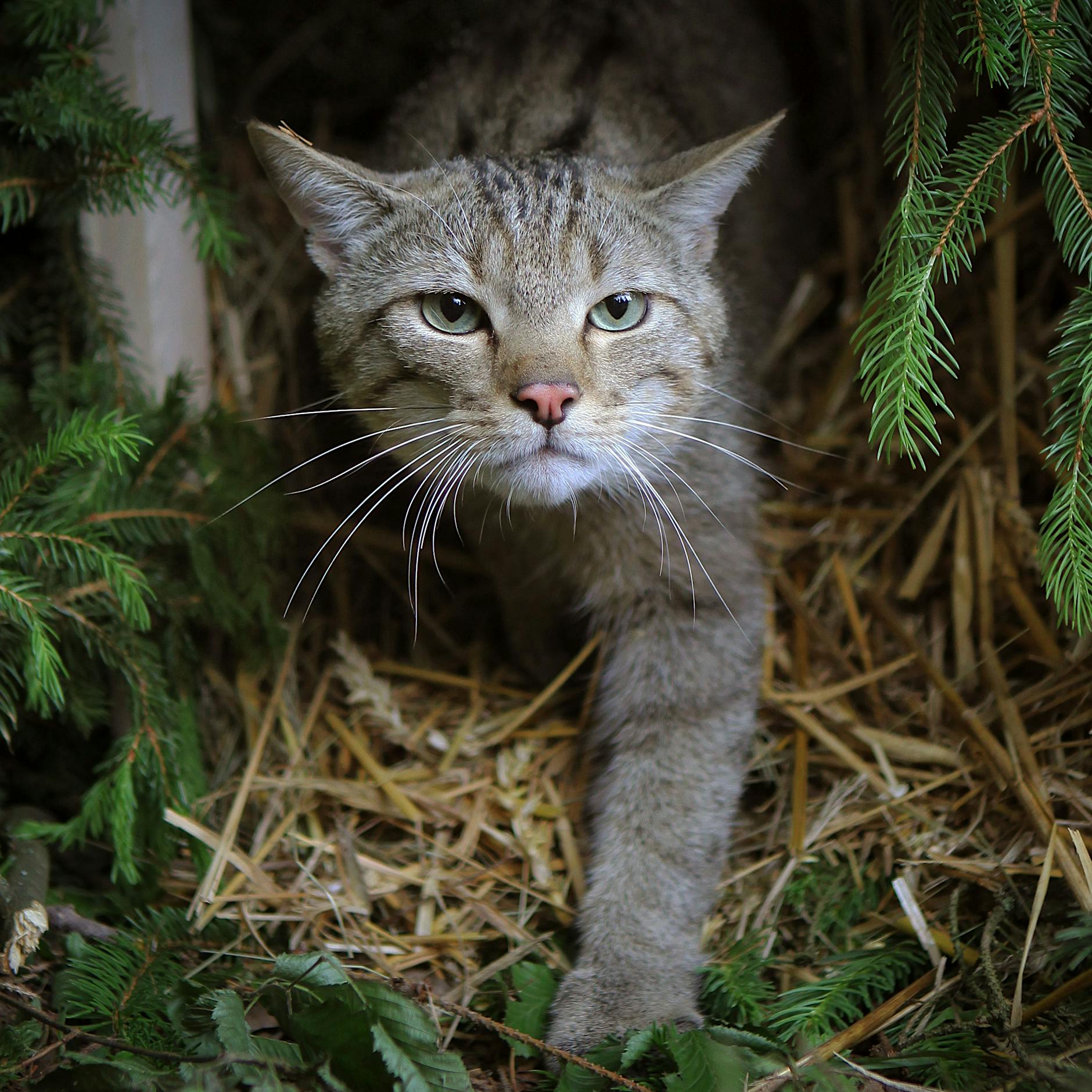 Hauptstadtregion: Wildkatzen auf der Spur – fassen die Tiere Fuß?