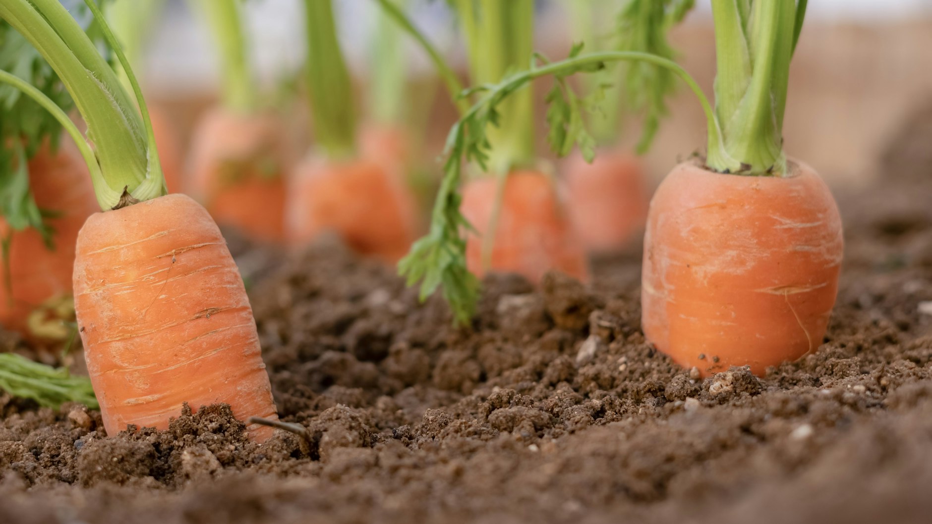 Möhren im Garten anzubauen, ist gar nicht so schwer – mit den richtigen Tipps.