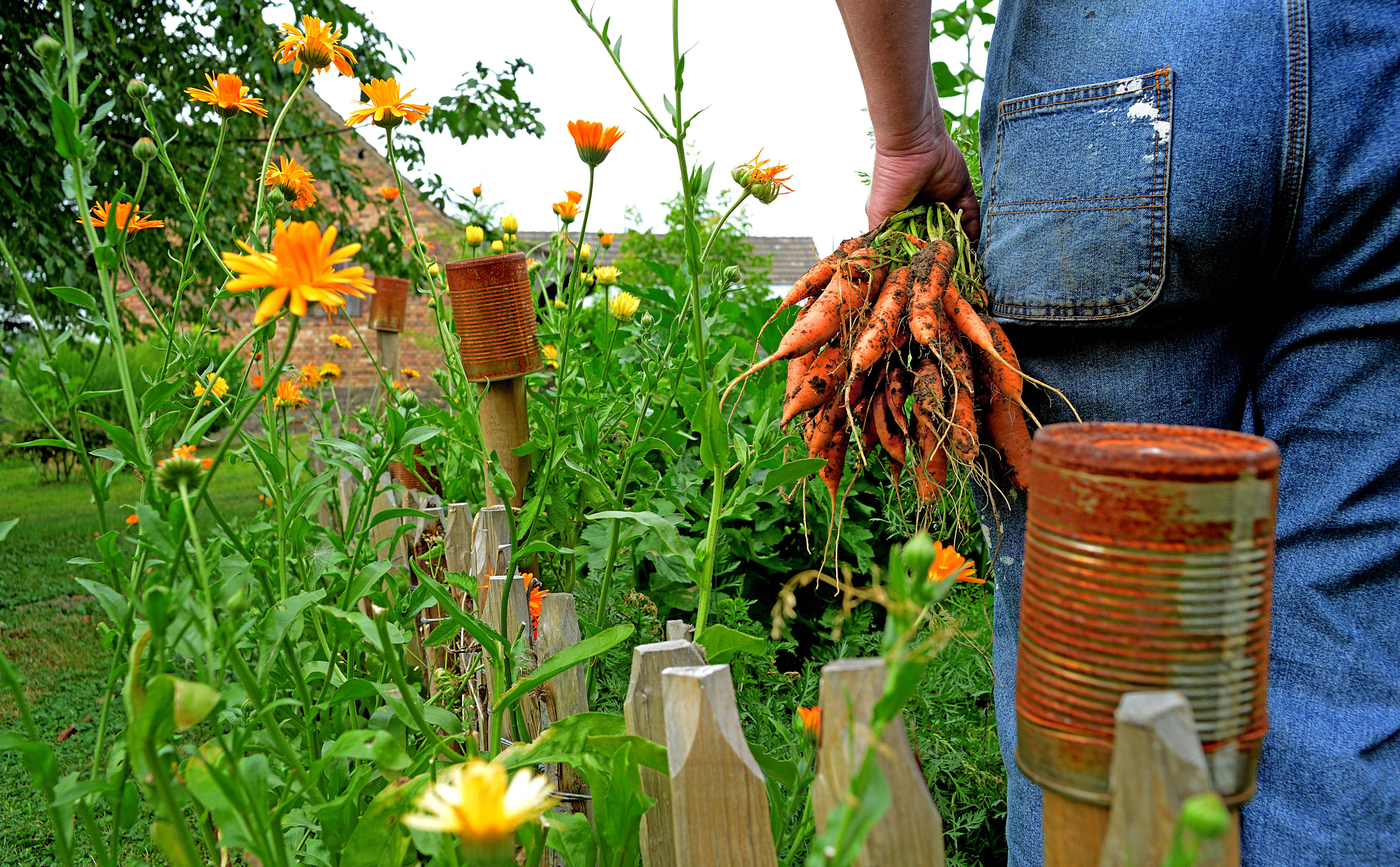 Möhren im Garten anbauen: Mit Geheim-Tricks zur reichen Ernte