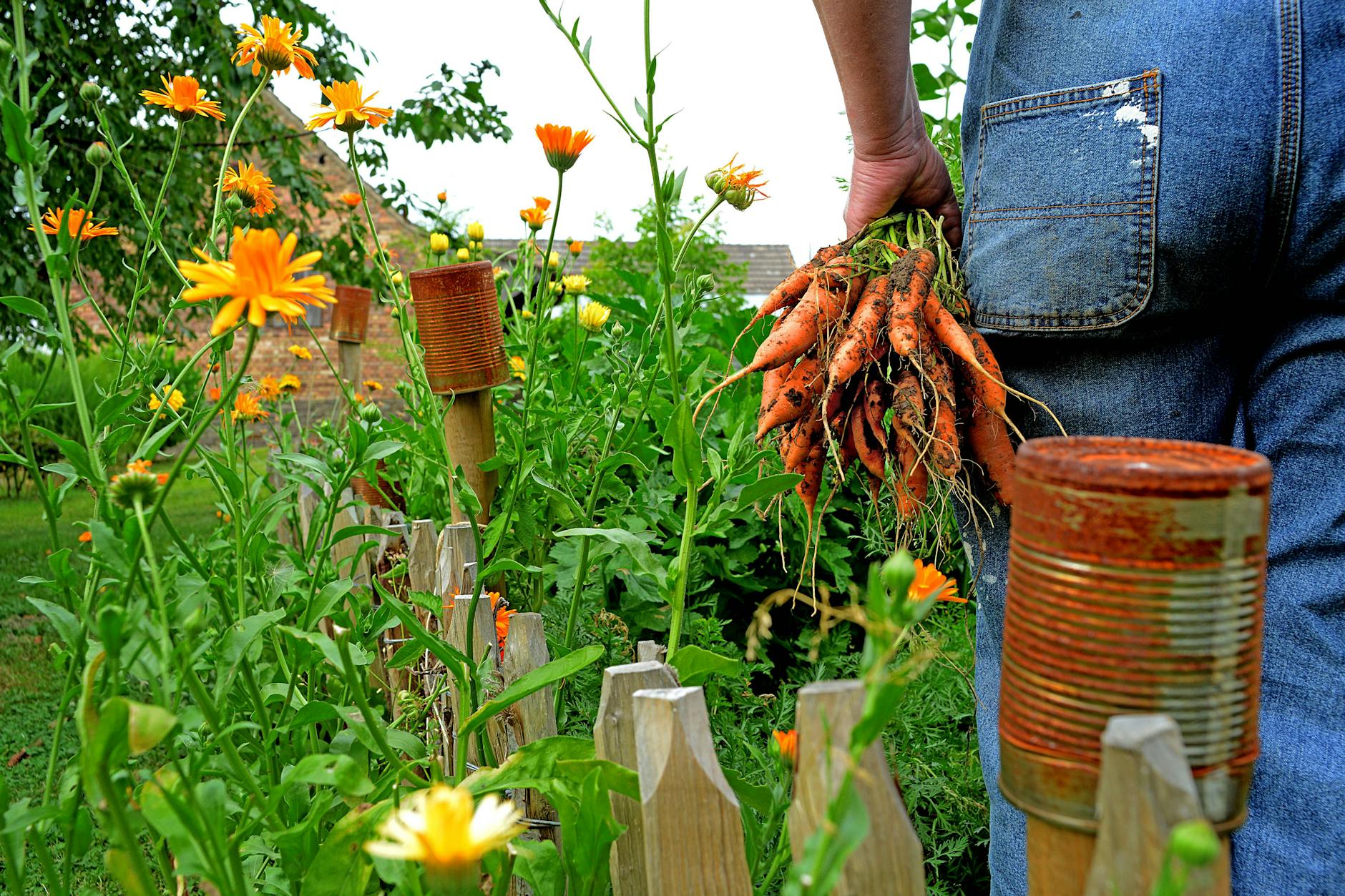 Möhren im Garten anbauen Mit GeheimTricks zur reichen Ernte