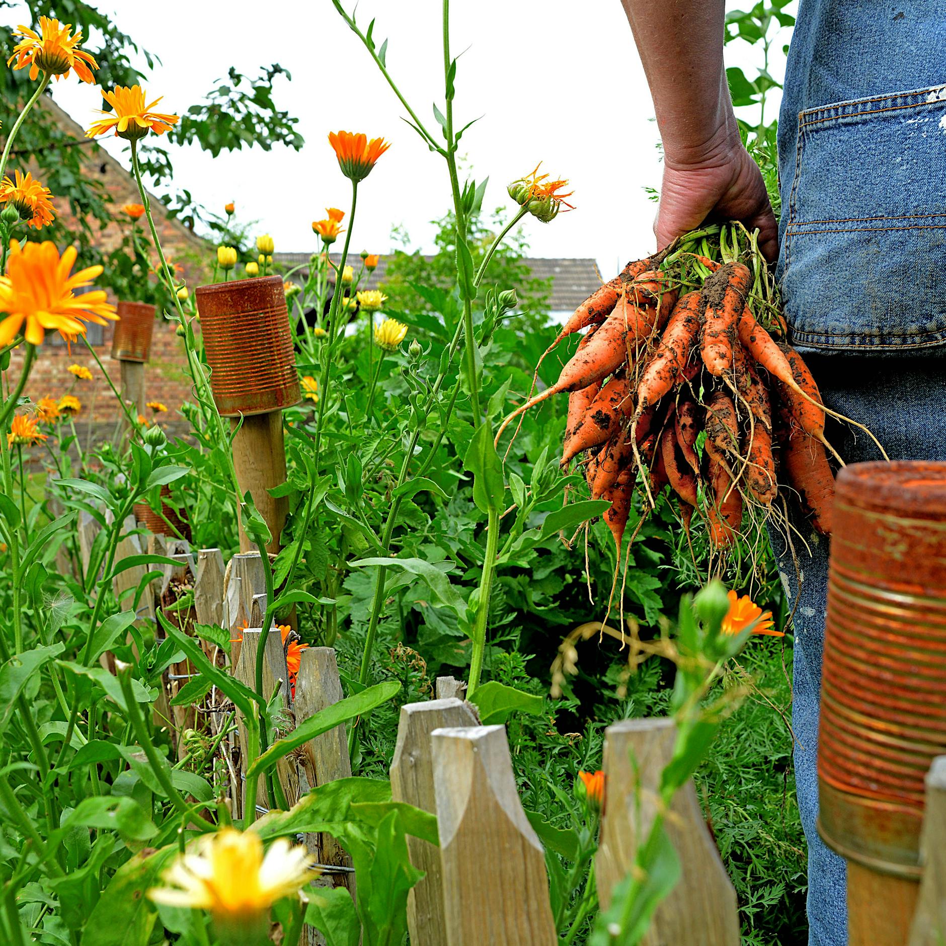 Möhren im Garten anbauen: Mit Geheim-Tricks zur reichen Ernte