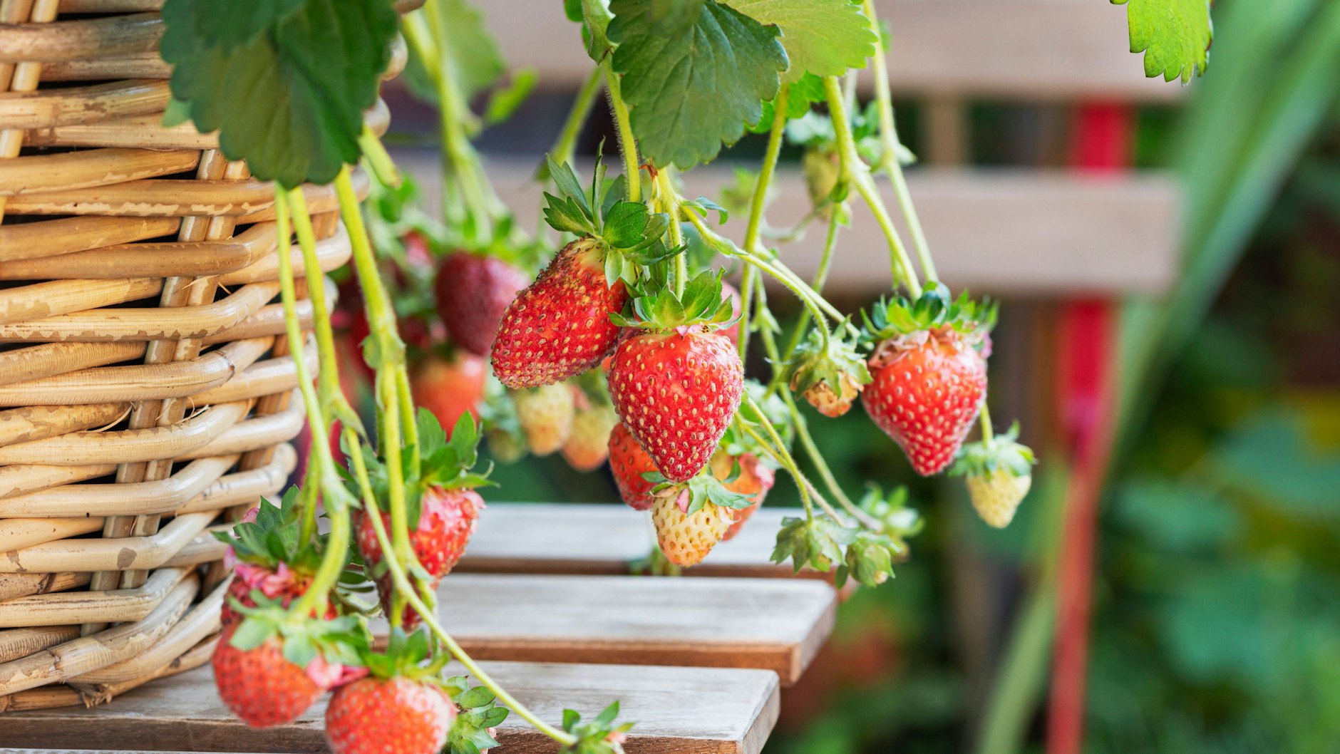 Erdbeeren pflanzen kann man auch auf dem Balkon, zum Beispiel in einem schönen Korb.