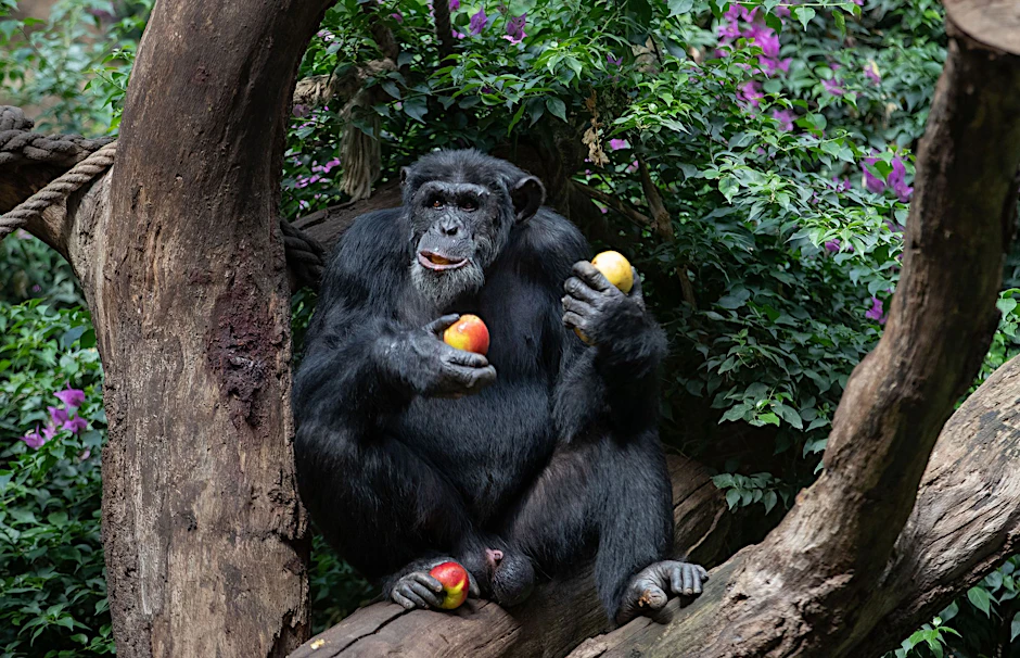 ARCHIV - Ein Schimpanse sitzt in seinem Gehege eines Zoo und genießt frische Äpfel.  