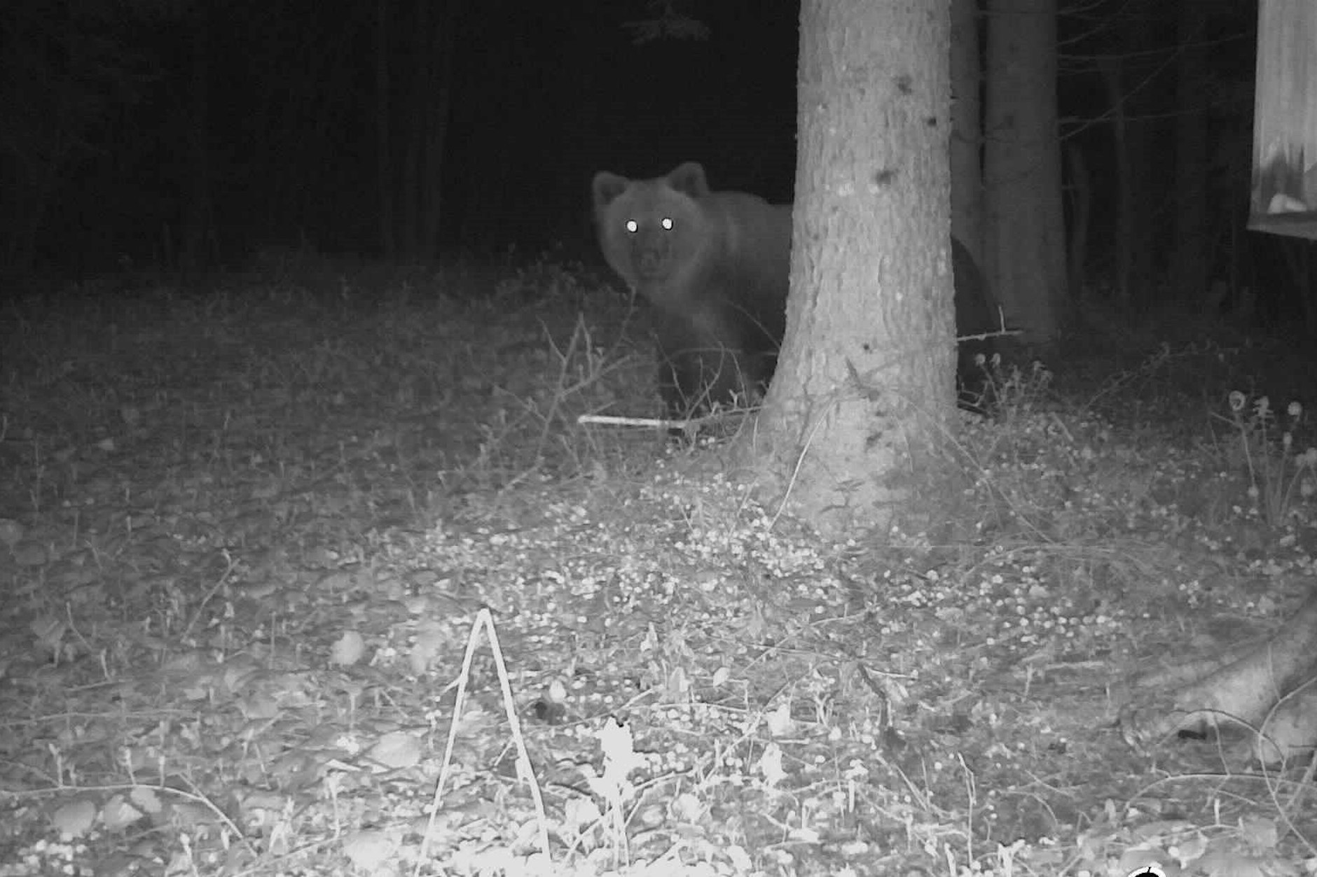 Vorsicht, Kamera! Der Bär tappte bei Traunstein in Bayern in eine Kamerafalle.