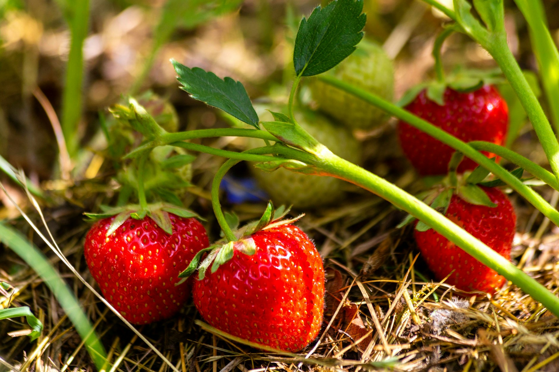 Wer jetzt noch Erdbeeren pflanzen will, für den gibt es gute Nachrichten: Es ist noch nicht zu spät.