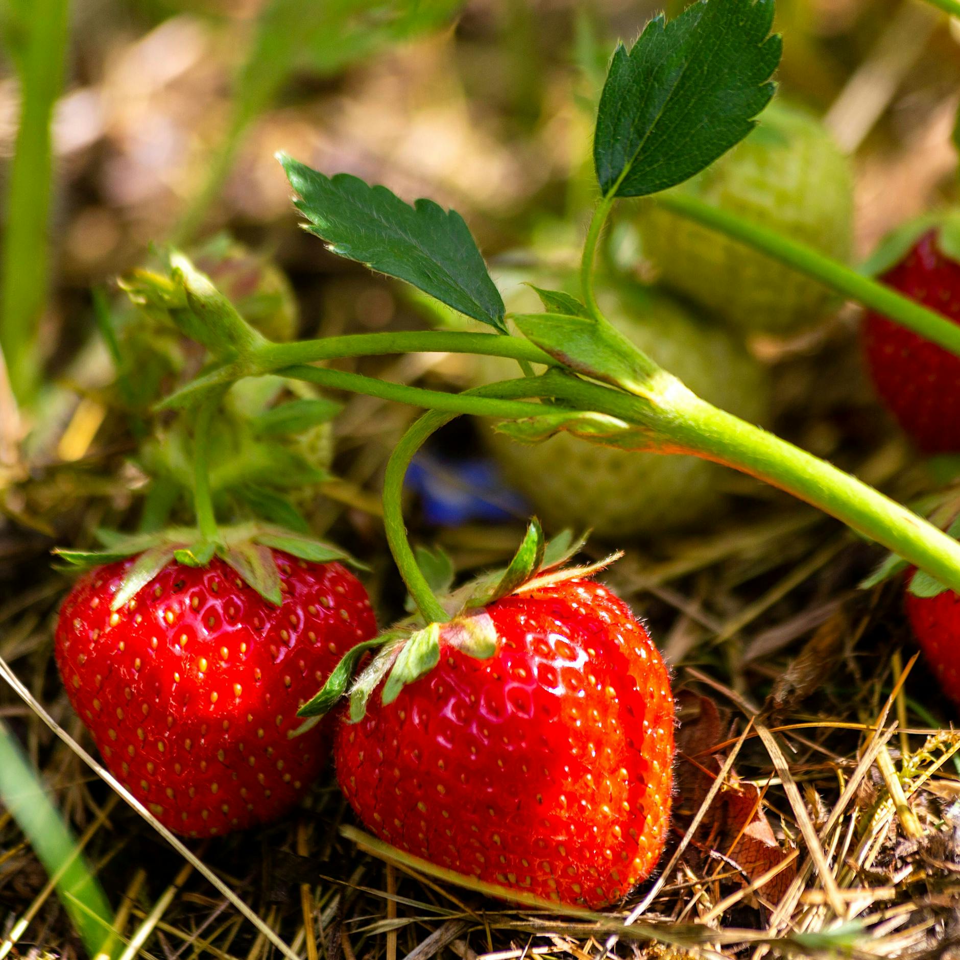 Wie Sie jetzt Erdbeeren im Garten pflanzen – und viele Früchte wachsen
