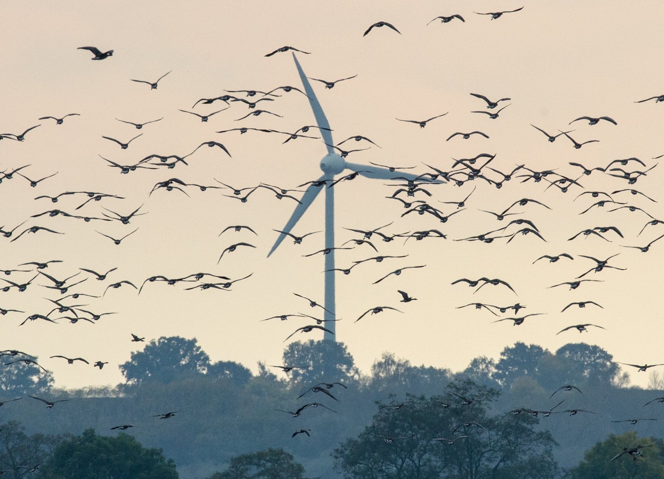 Tödliche Kollisionen – Ausbau der Offshore-Windenergie bedroht Zugvögel