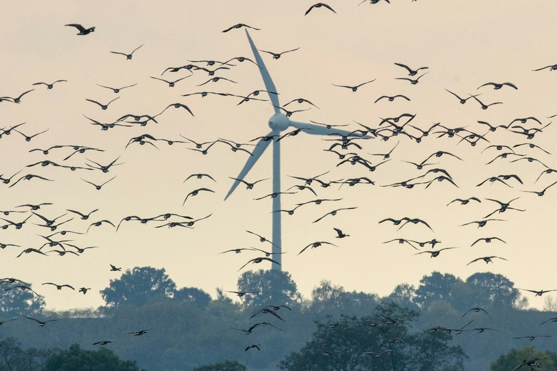 Wildgänse vor einem Windrad. Der Ausbau der Windenergie bedroht Zugvögel. (Symbolbild)