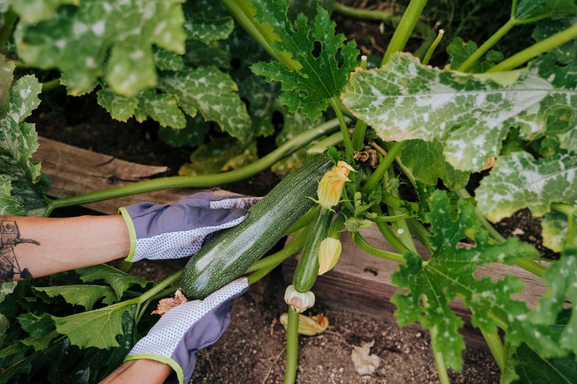 Zucchini anbauen im eigenen Garten verspricht eine reiche Ernte.