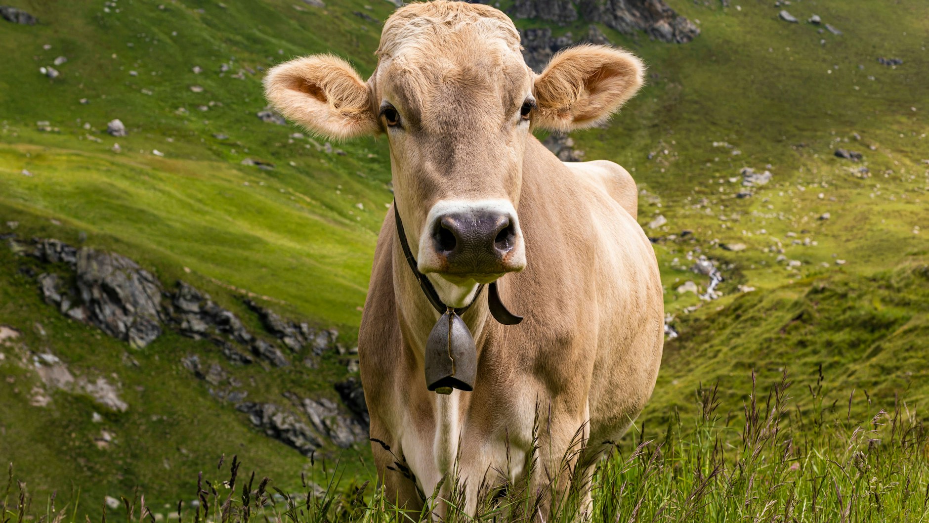 Ubre Blanca gab viel mehr Milch als die Durchschnitts-Kuh.