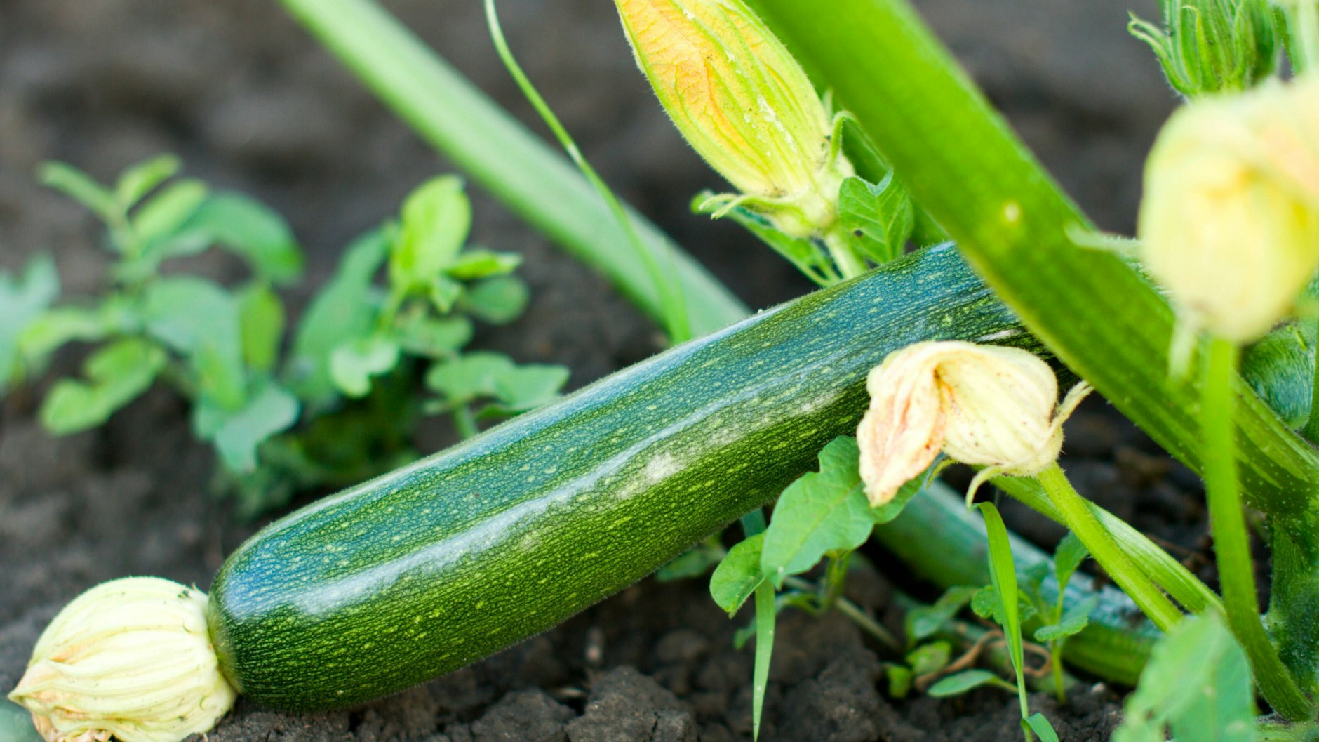 Wer Zucchini im Garten anbauen möchte, sollte ein paar Tipps beherzigen.