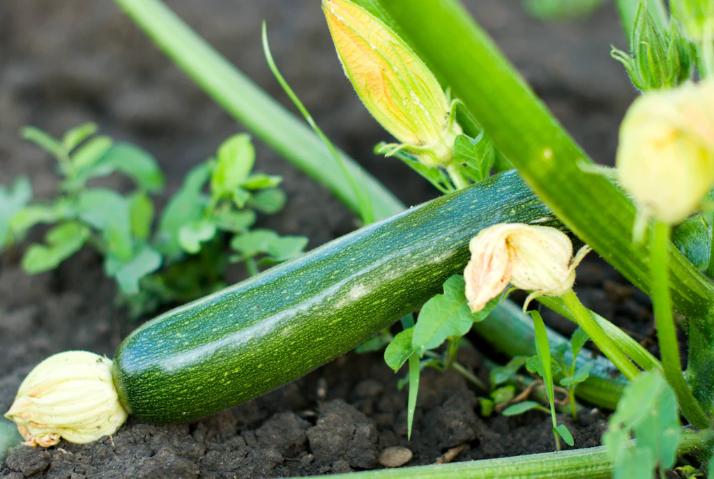 Zucchini aus dem Garten: Gift-Gefahr nach großer Hitze!