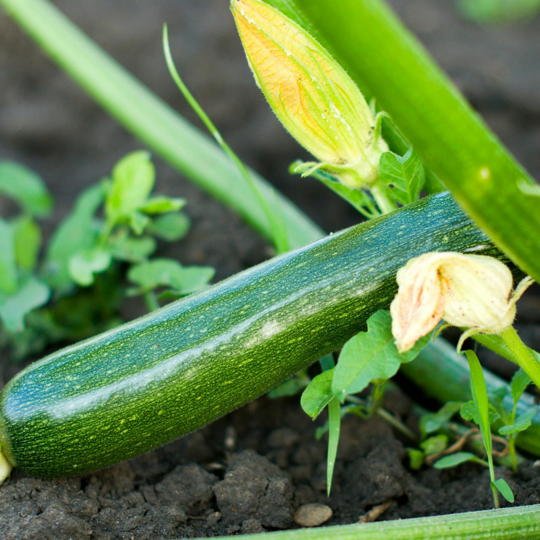 Zucchini aus dem Garten: Gift-Gefahr nach großer Hitze!
