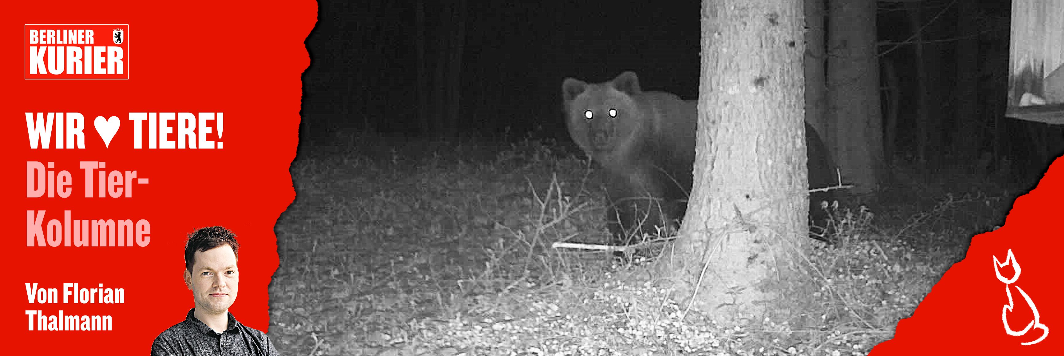 Image - Deutschland im Bären-Fieber: Bitte keine Panik, aber Respekt!