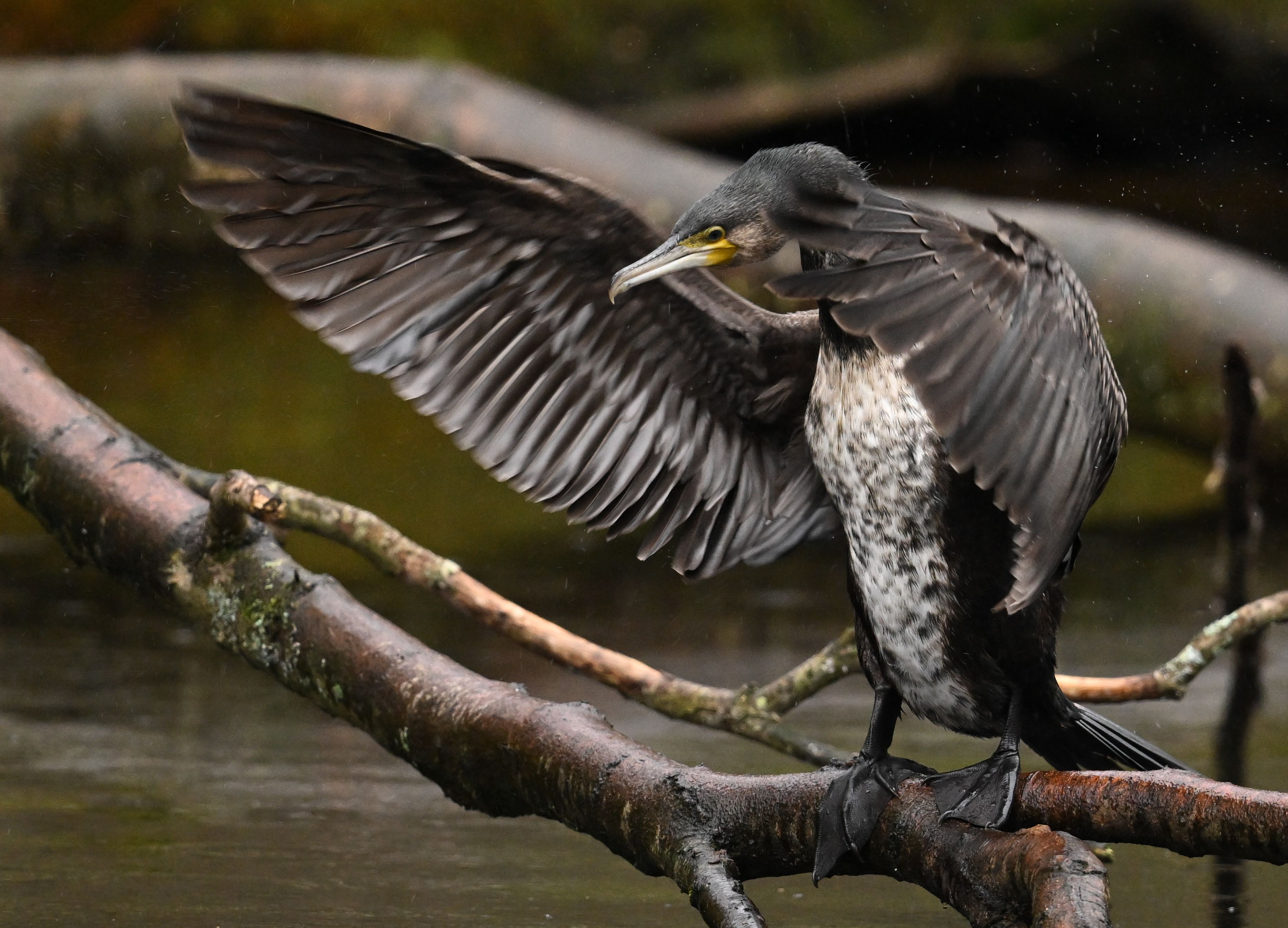 Image - Zwei Männer töten Hunderte von Kormoranen