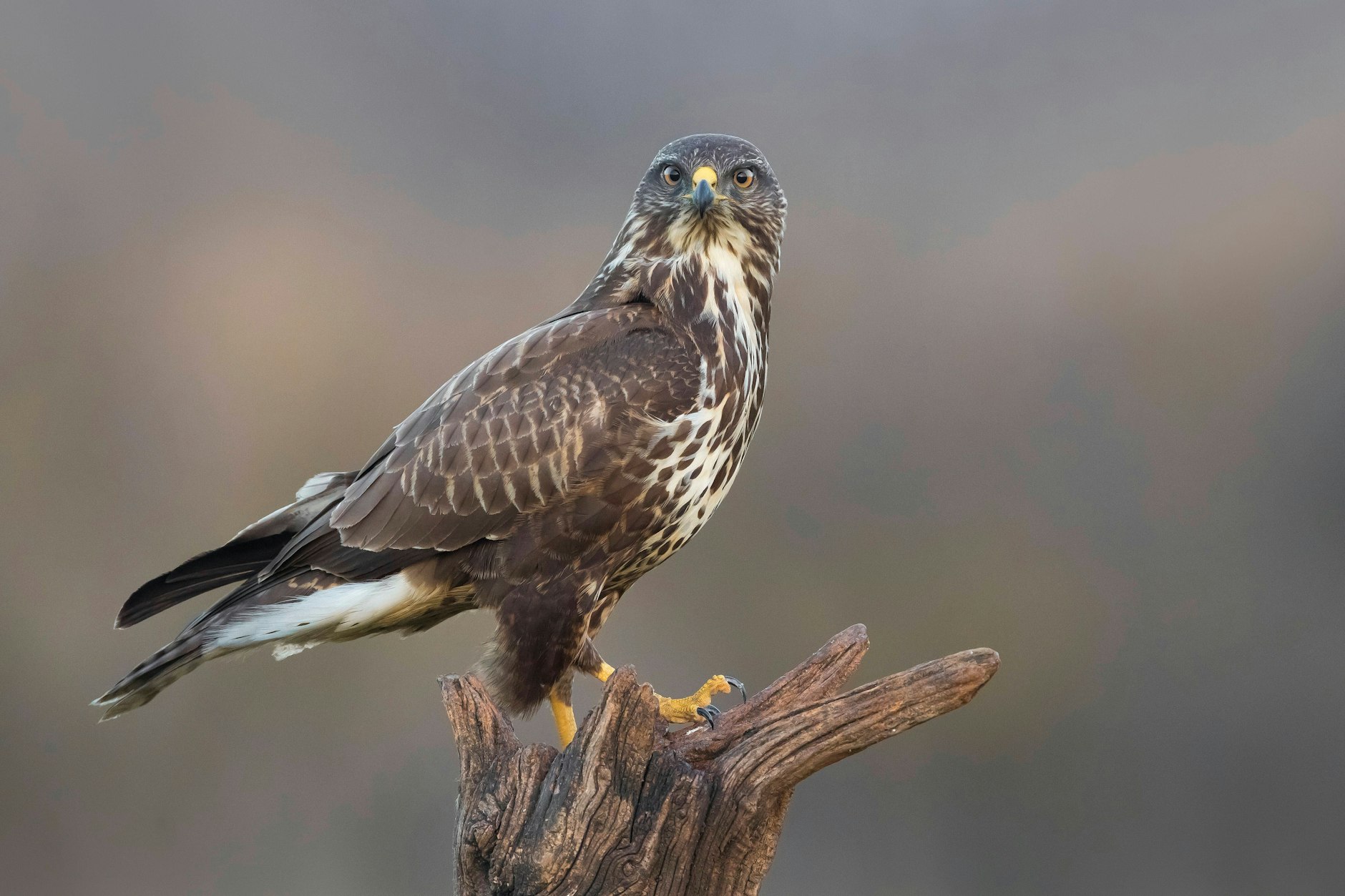 Ein Mäusebussard hält Ausschau: Etwa 50 Paare leben nach Auskunft des Nabu aktuell in Berlin.