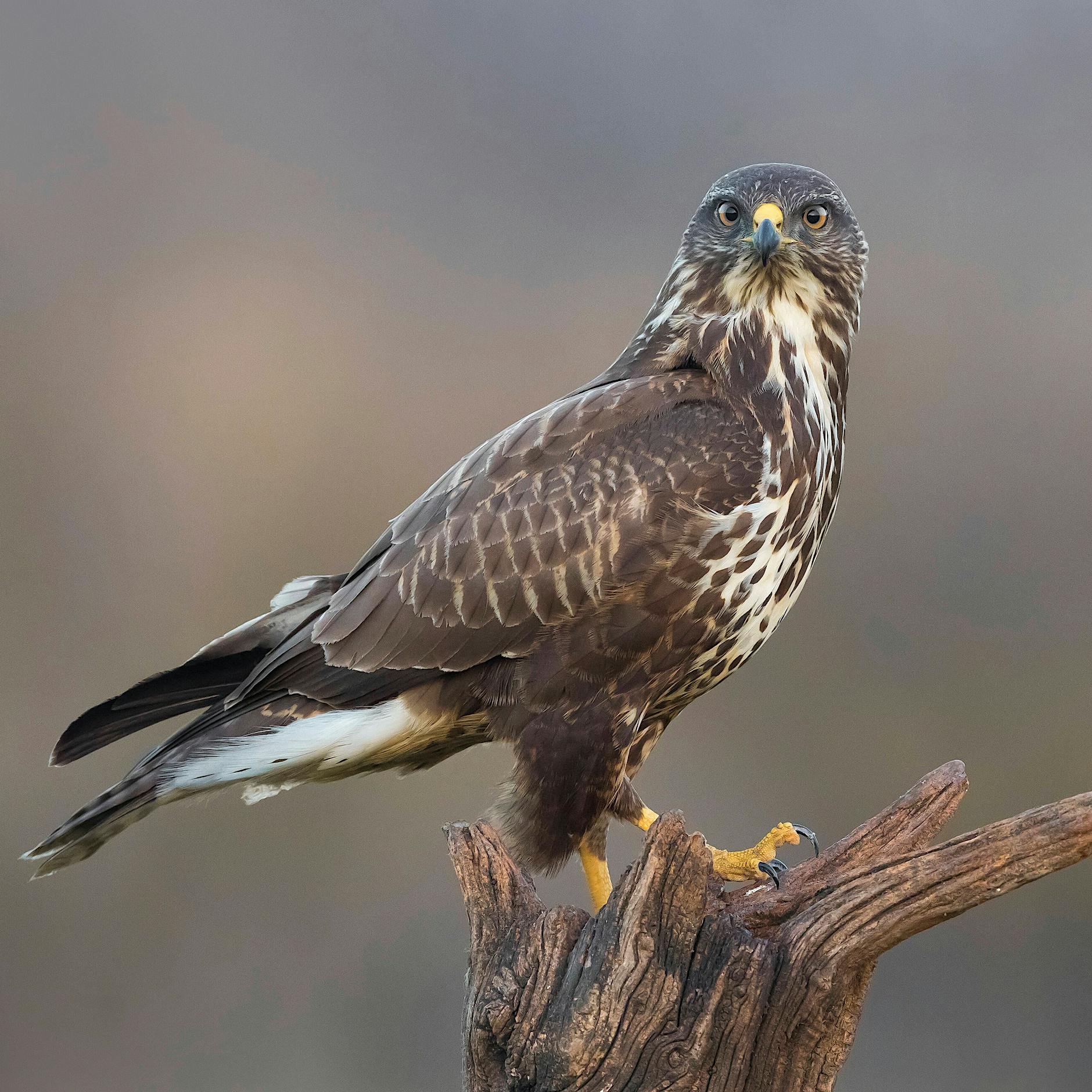 Mäusebussarde: Gejagte Jäger in der Großstadt