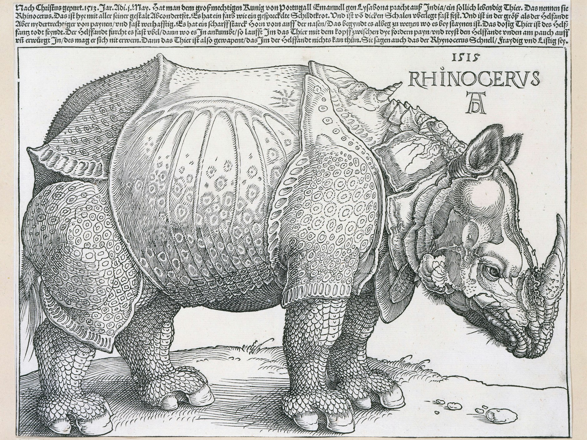 Dürer machte es zum Mythos und zum Fabeltier: das weltberühmte „Rhinozeros“, 1515, Holzschnitt