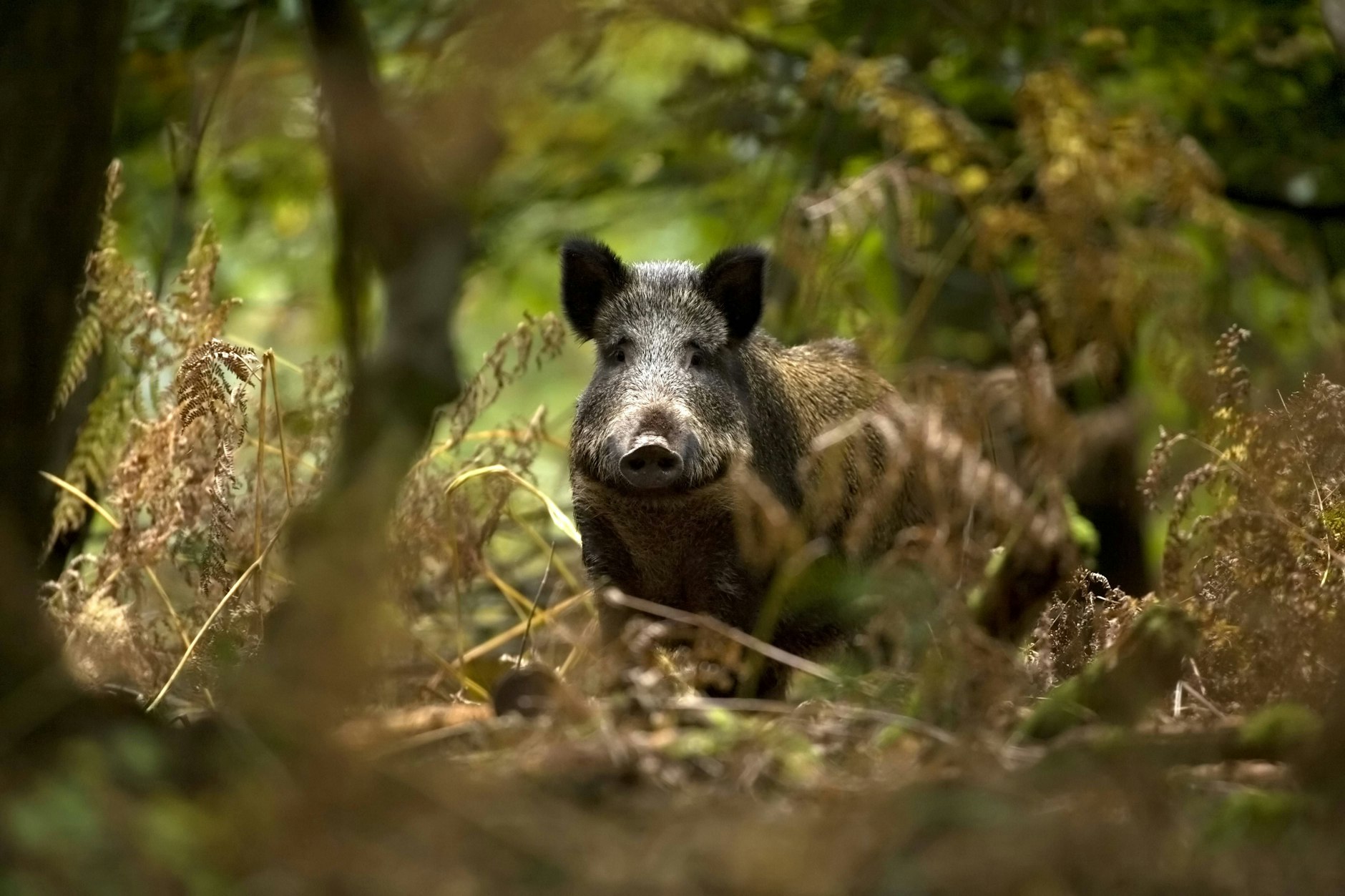 Welches Tier hatte schon ein besseres und entspannteres Leben als eine richtig dicke und glückliche Wildsau?