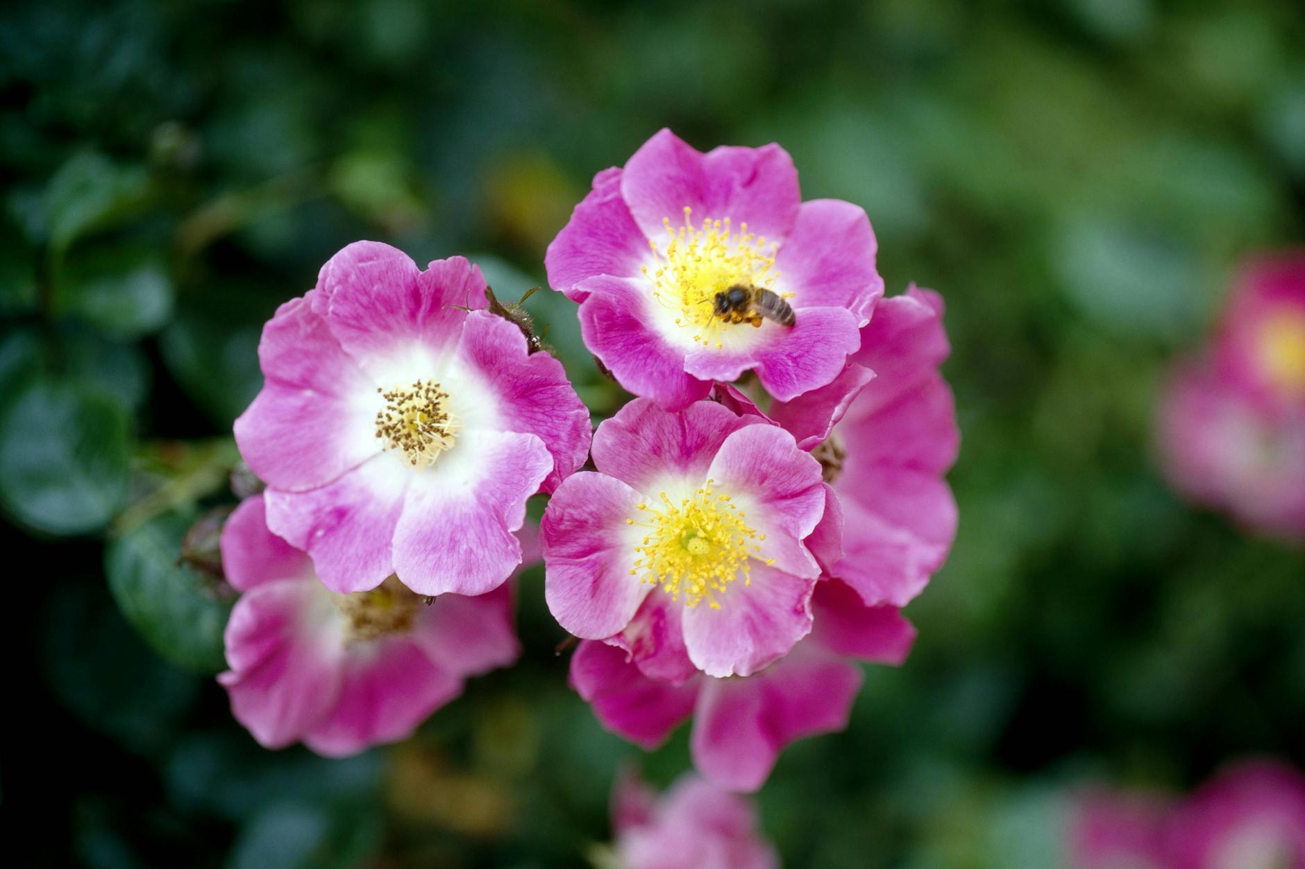 Ein Insektenmagnet: die blühende Zimtrose