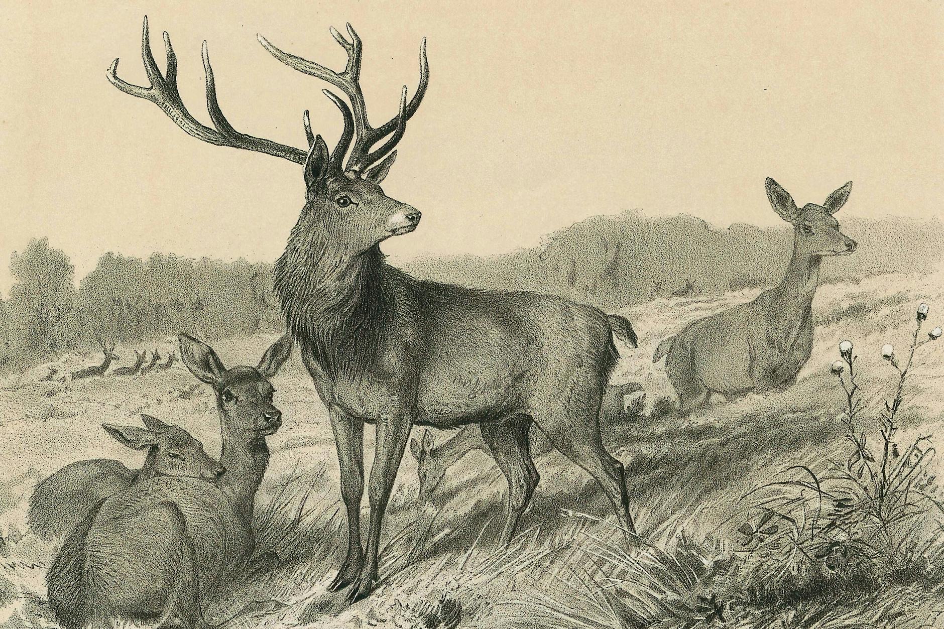 Wildfleisch ist aus der Mode, dabei schmecken Hirsch, Reh und Wildschwein oft besser als Rind und Hausschwein. Probieren Sie es vor allem im Sommer!