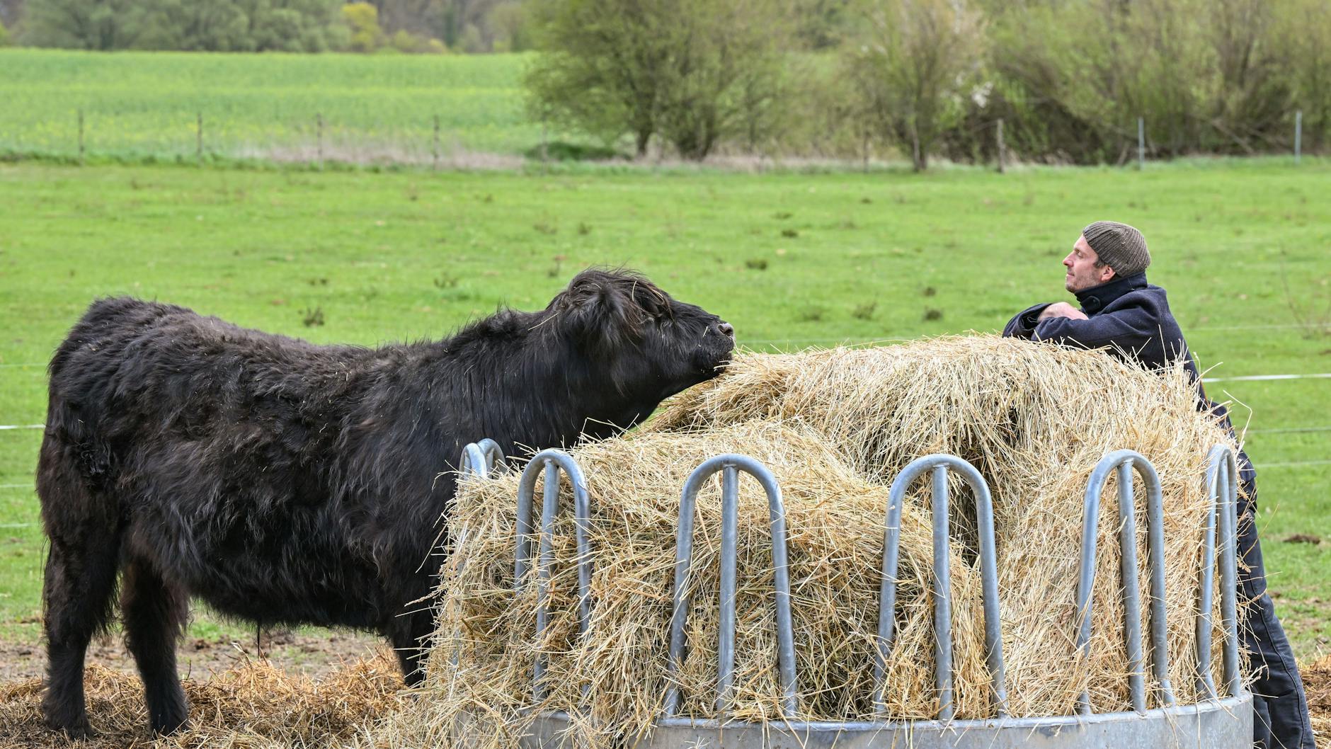 17 Galloway-Rinder werden auf dem Bürgergut Börnicke gehalten.