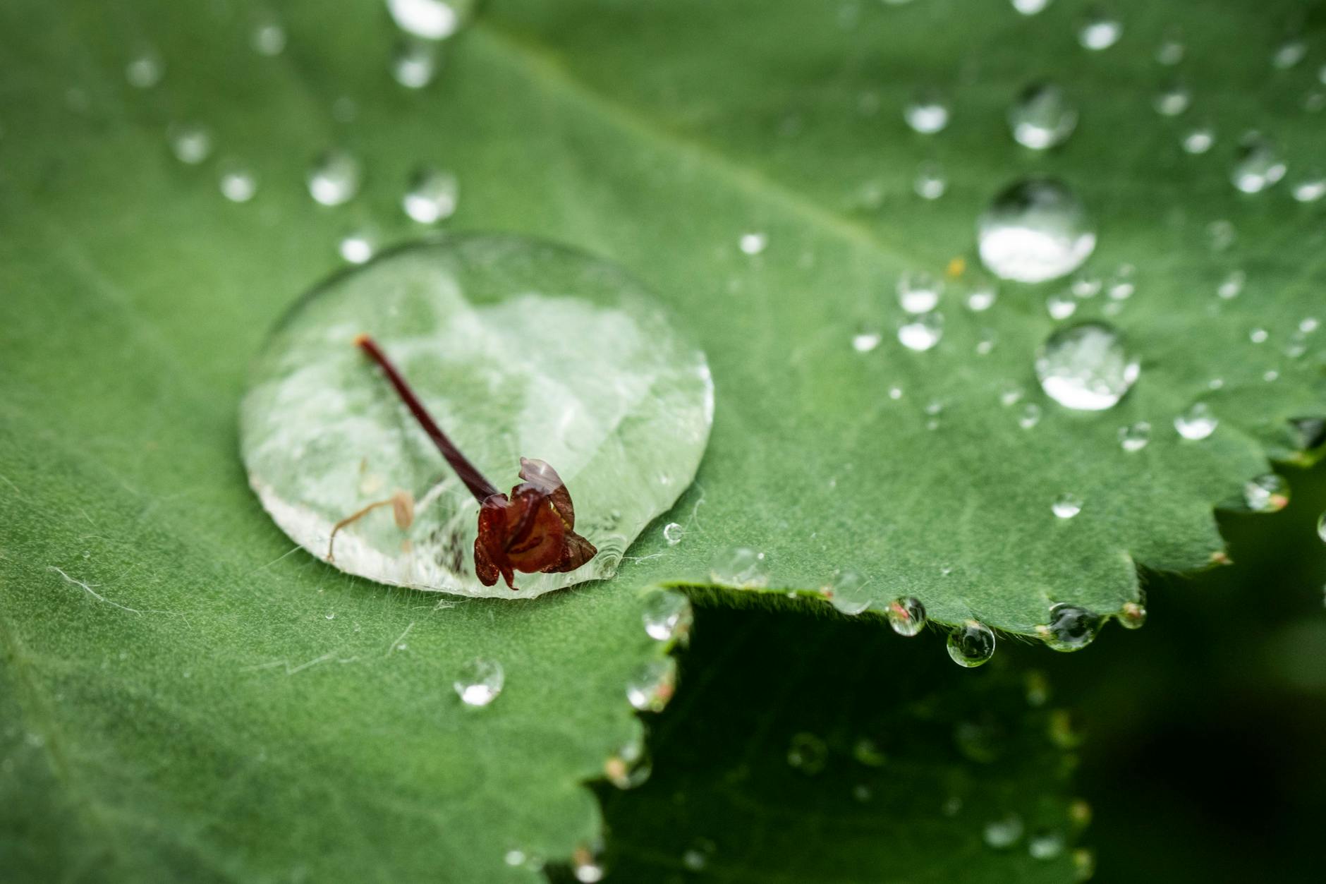 Eine winzige Blüte ist nach einem Regenschauer in einem Tropfen gefangen, der sich auf einem Blatt abgesetzt hat.