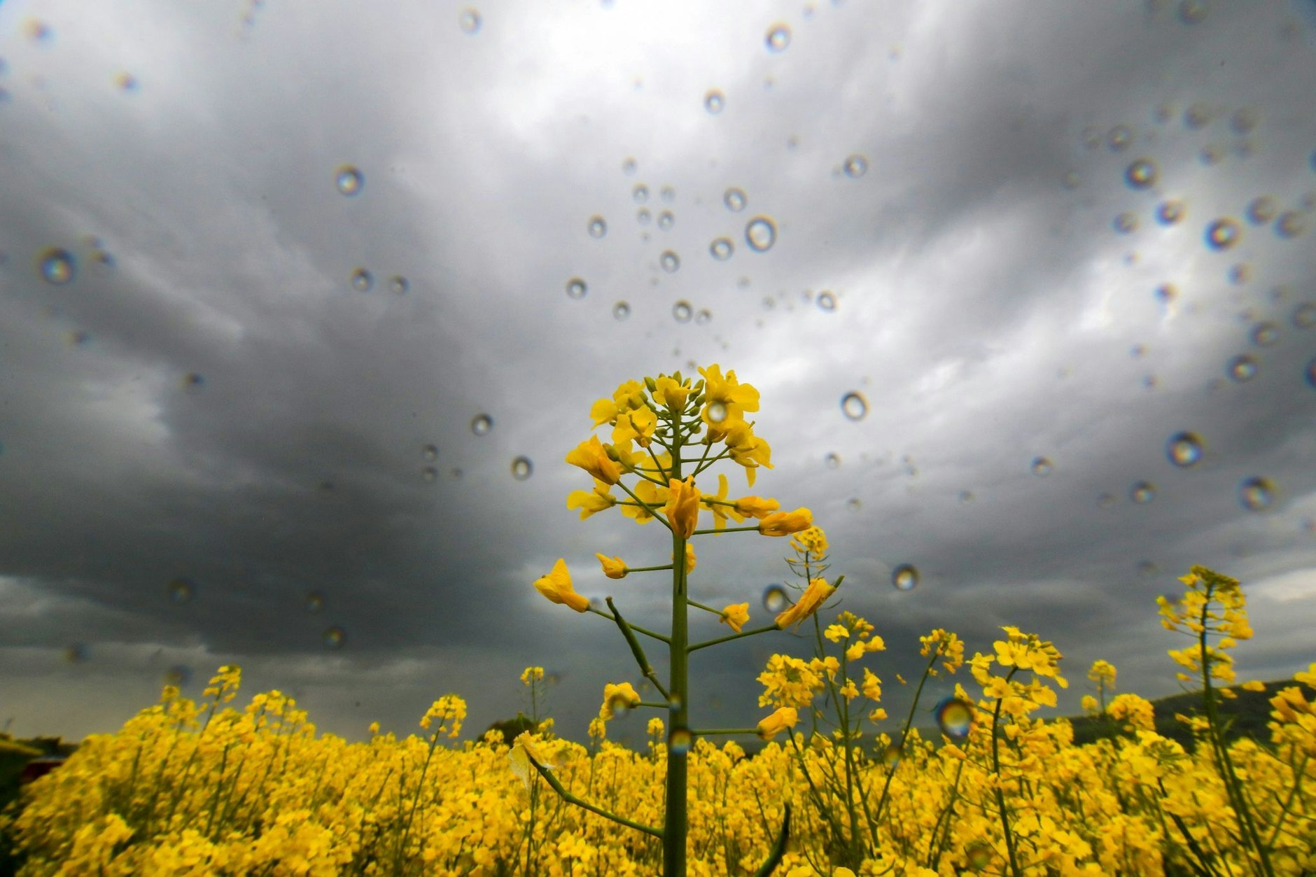Über dieses blühende Rapsfeld zieht ein heftiges Gewitter hinweg.