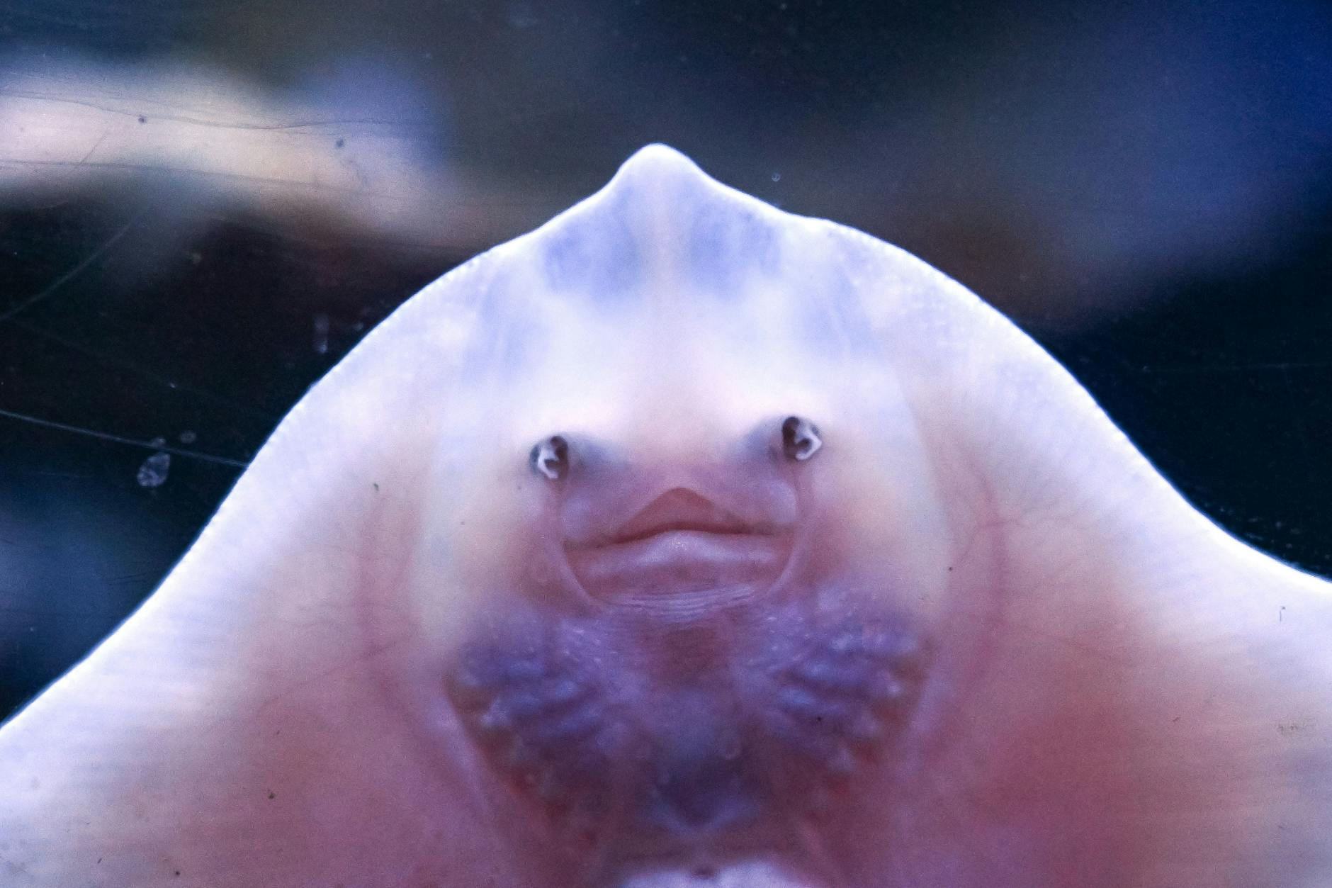 Ein junger Rochen in einem der Becken des Sealife-Aquariums.