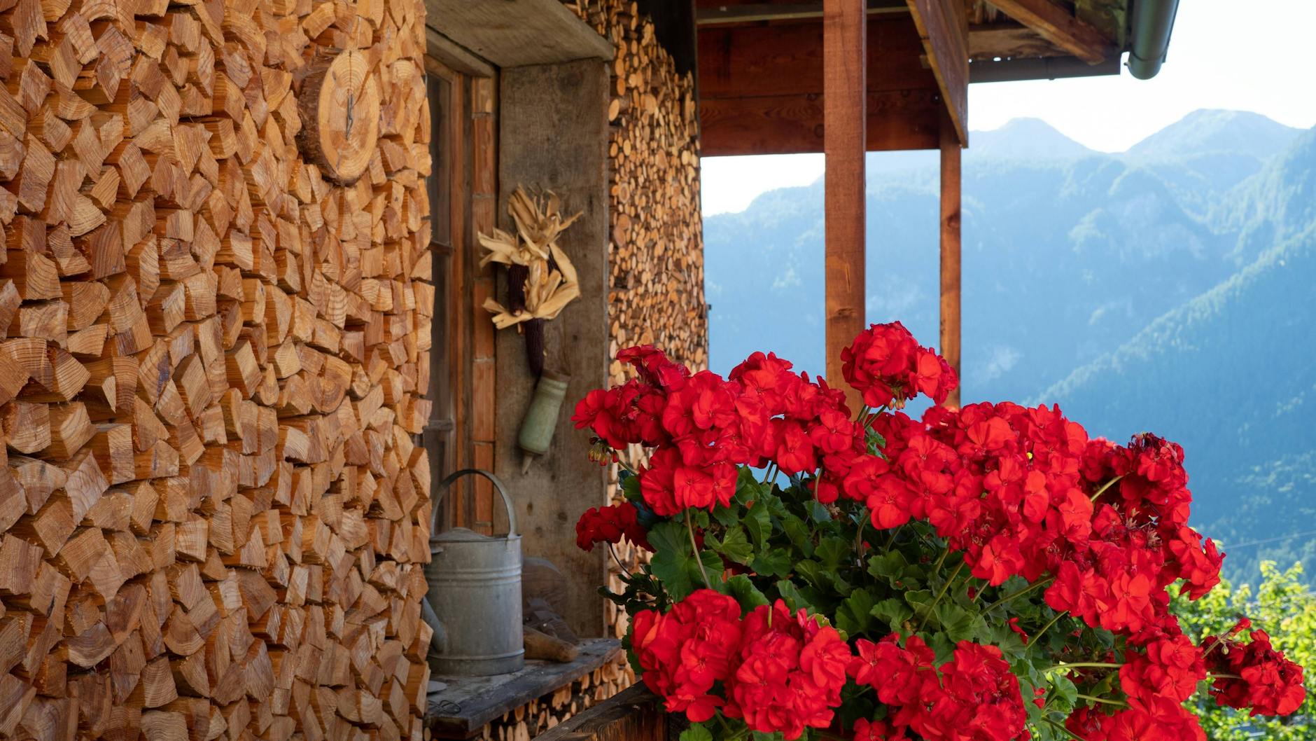 Geranien sind robust und pflegeleicht.