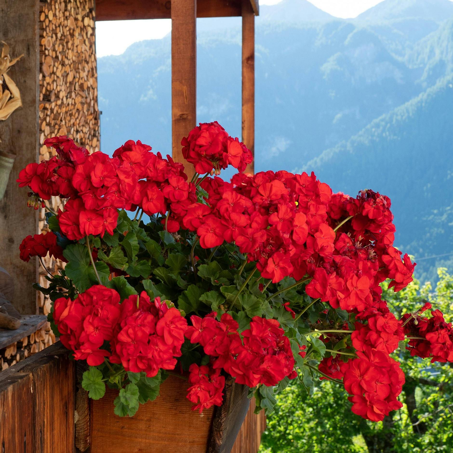 Geranien gießen, düngen und pflegen: Sieben Tipps für pralle Blüten