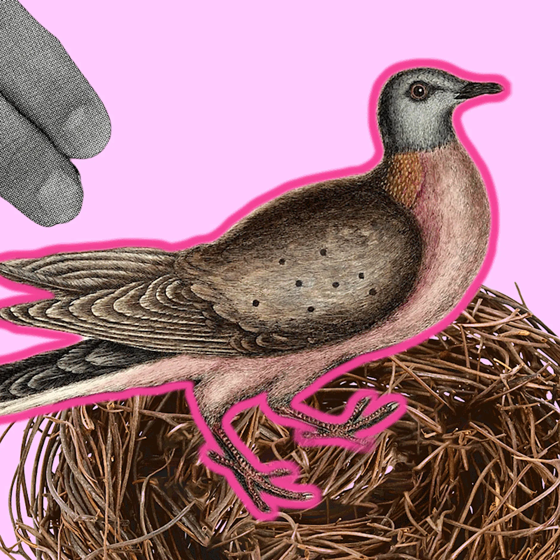 Darf ich ein Taubennest auf dem Balkon entfernen?