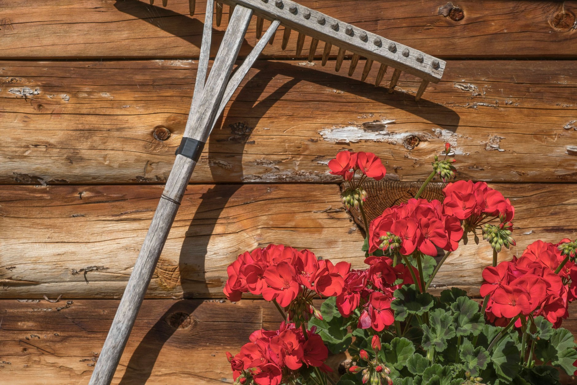 Wie man Geranien gießen, pflanzen und düngen muss, damit sie wunderschöne Blüten haben, lesen Sie hier.