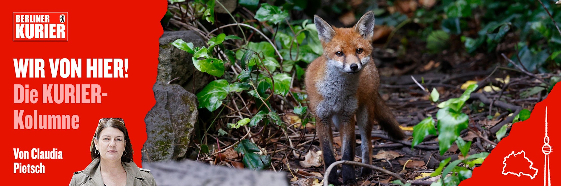 Dieser junge Fuchs war wohl nicht der Übeltäter, von dem hier die Rede ist.