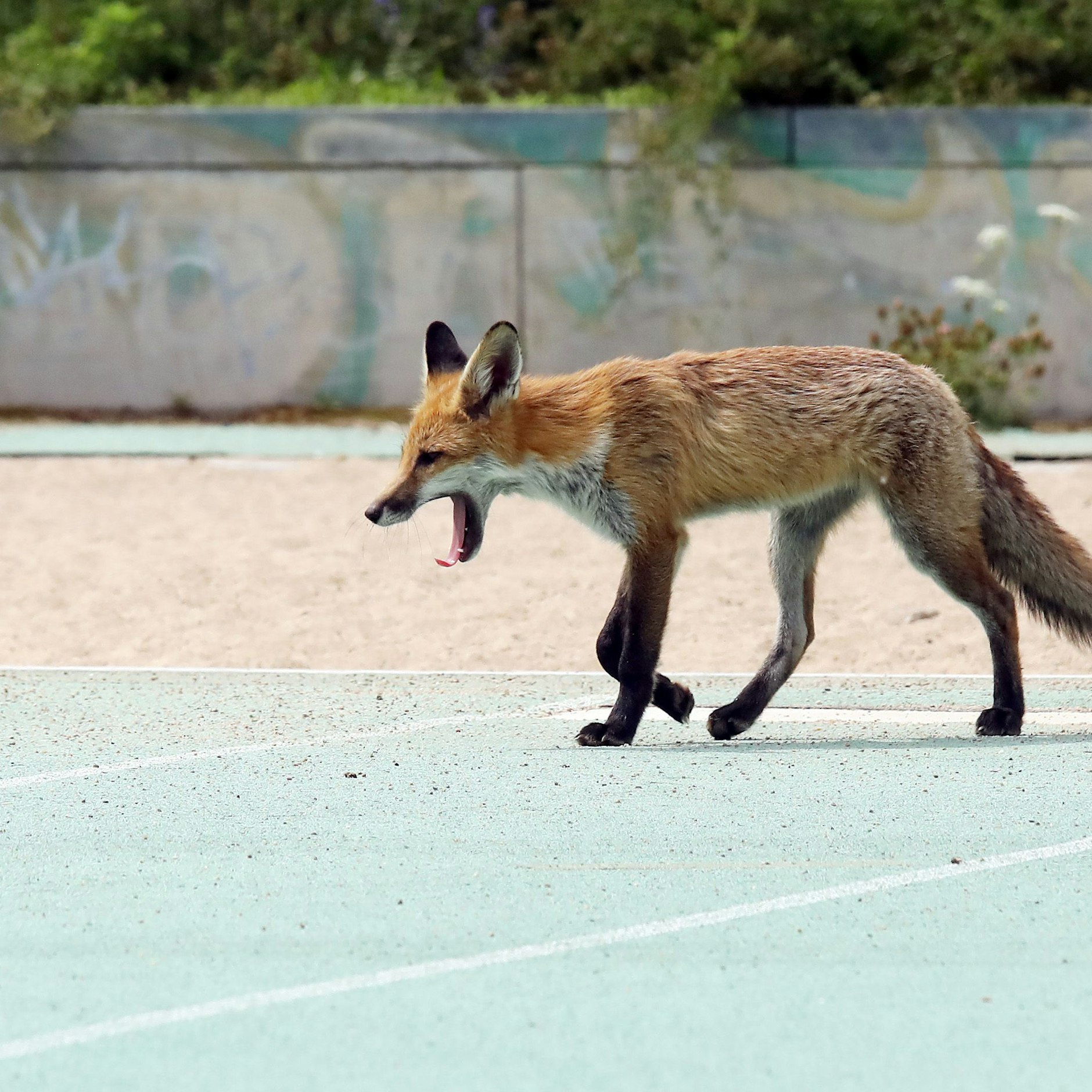 Stadtfüchse sind inzwischen immer häufiger auch am helllichten Tag unterwegs, wie hier auf einem Sportplatz in Berlin.&nbsp;&nbsp;