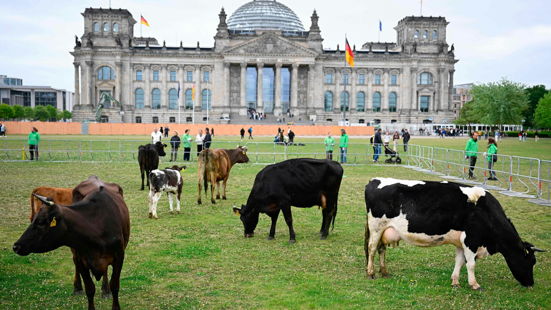 Greenpeace-Protest mit lebenden Kühen am Reichstag.