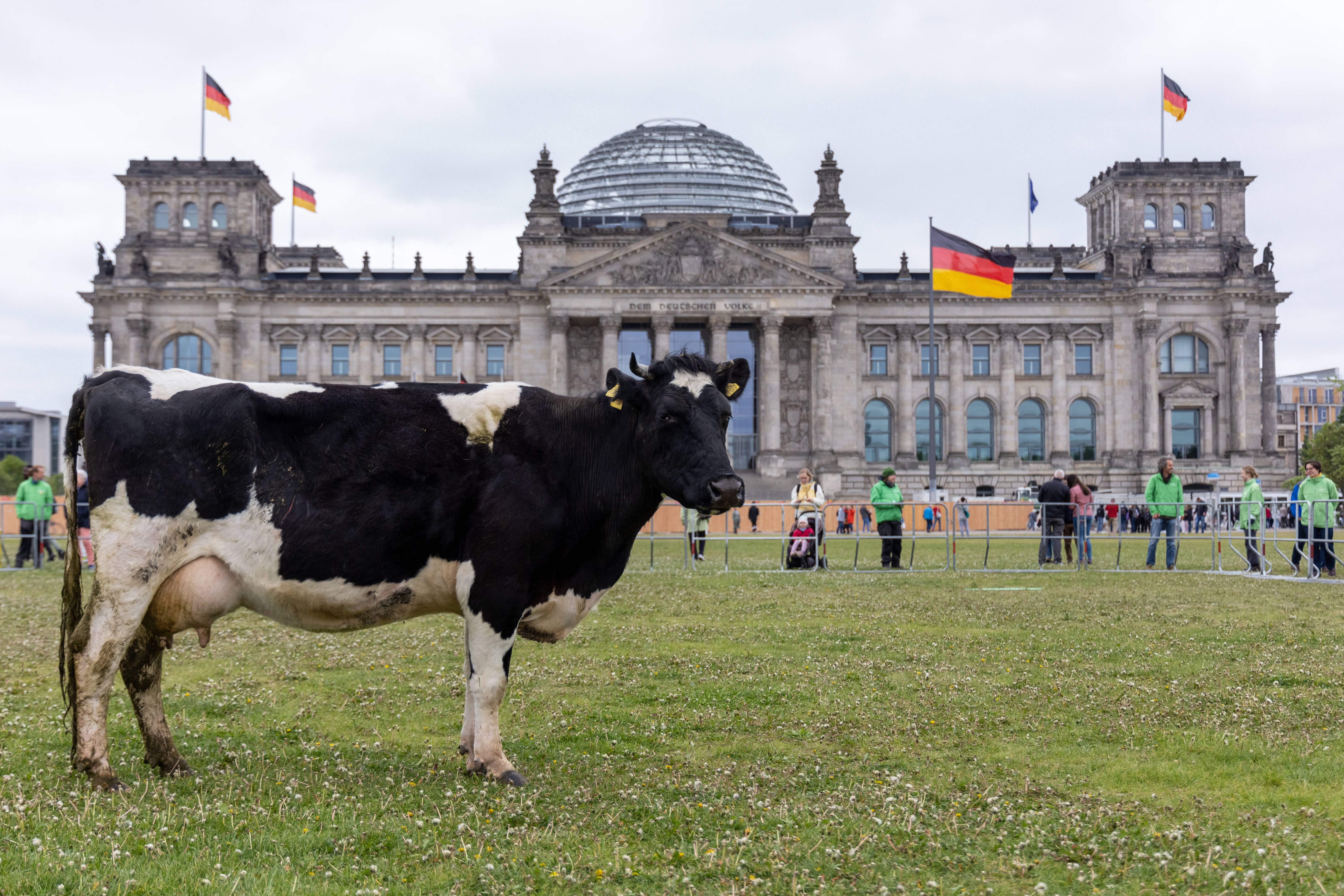 Image - Greenpeace-Protest: Jede Menge Rindviecher am Reichstag
