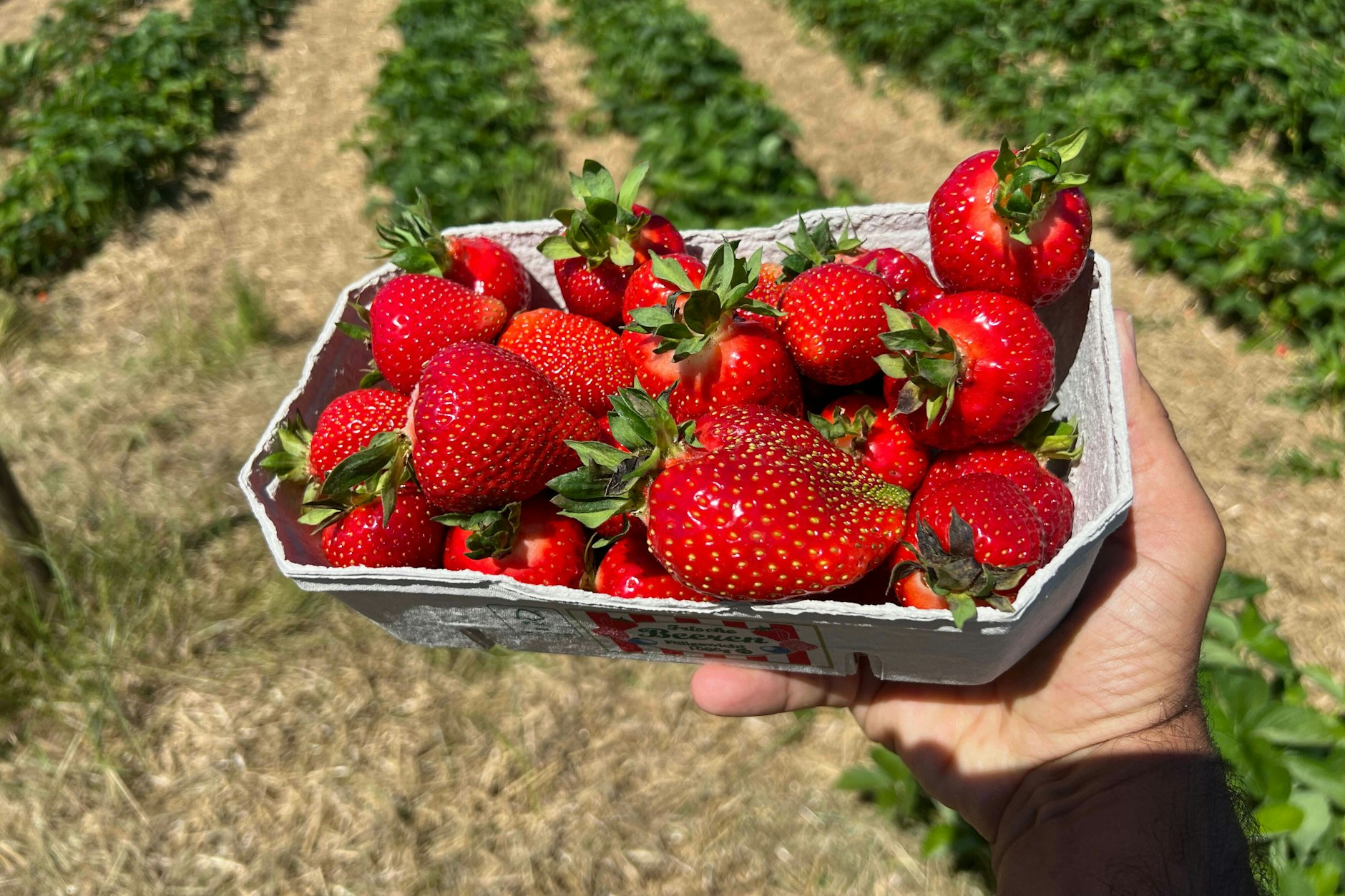 Die Freiland-Erdbeere hat in und rund um Berlin kaum noch eine Zukunft.