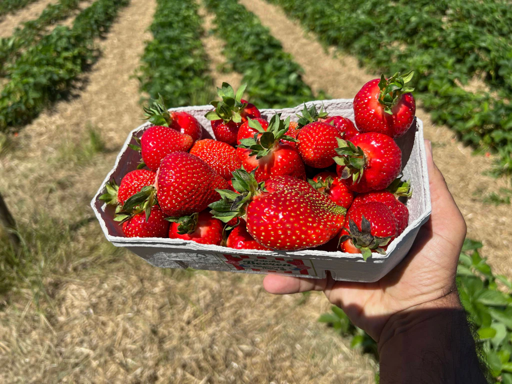 Der Duft frischer Erdbeeren erinnert mich an Ernteeinsätze in einer märkischen LPG