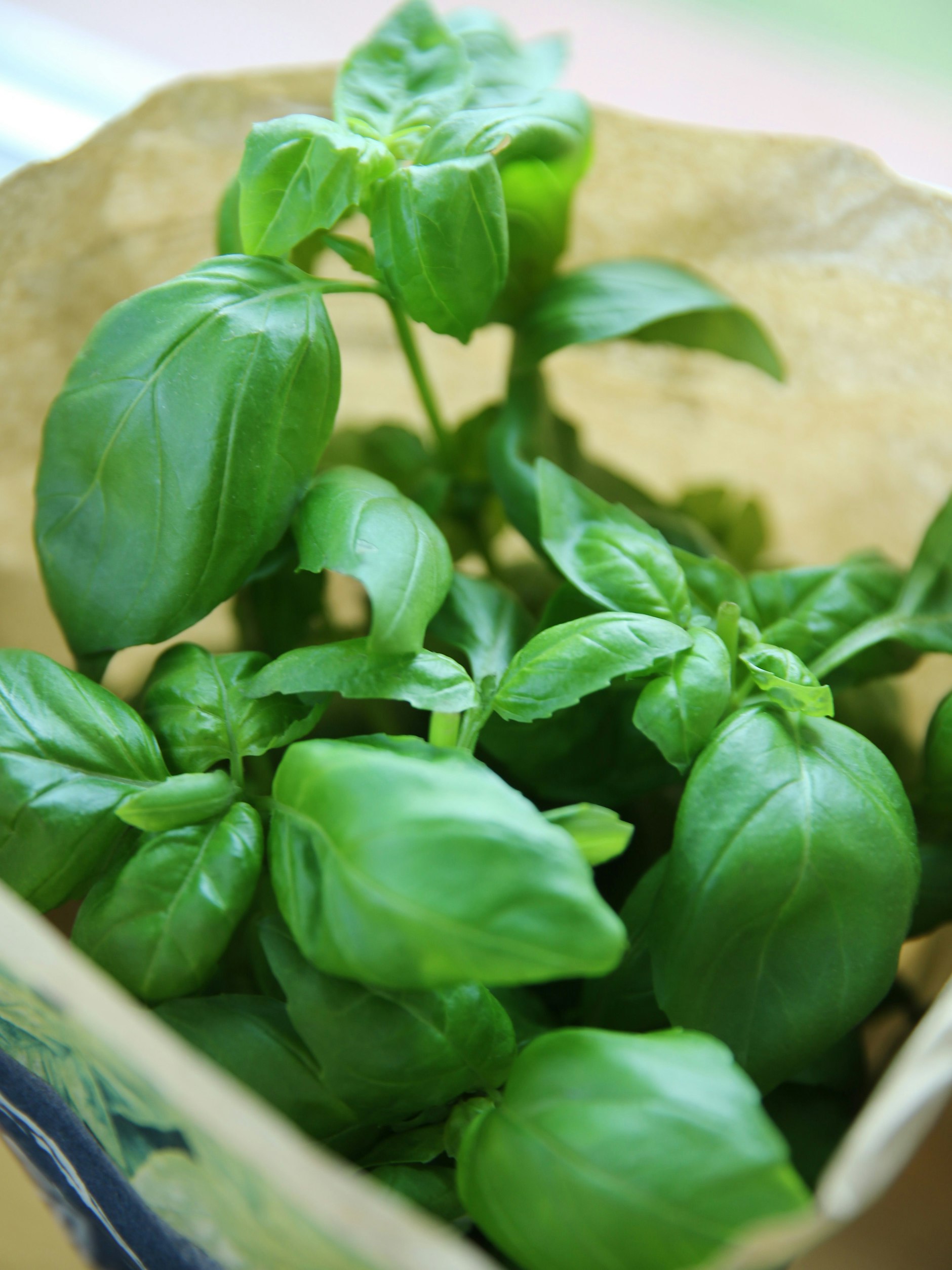 Schnell wird im Supermarkt zu einer Pflanze im Kräutertopf gegriffen. Doch die Töpfe sind oft viel zu klein.