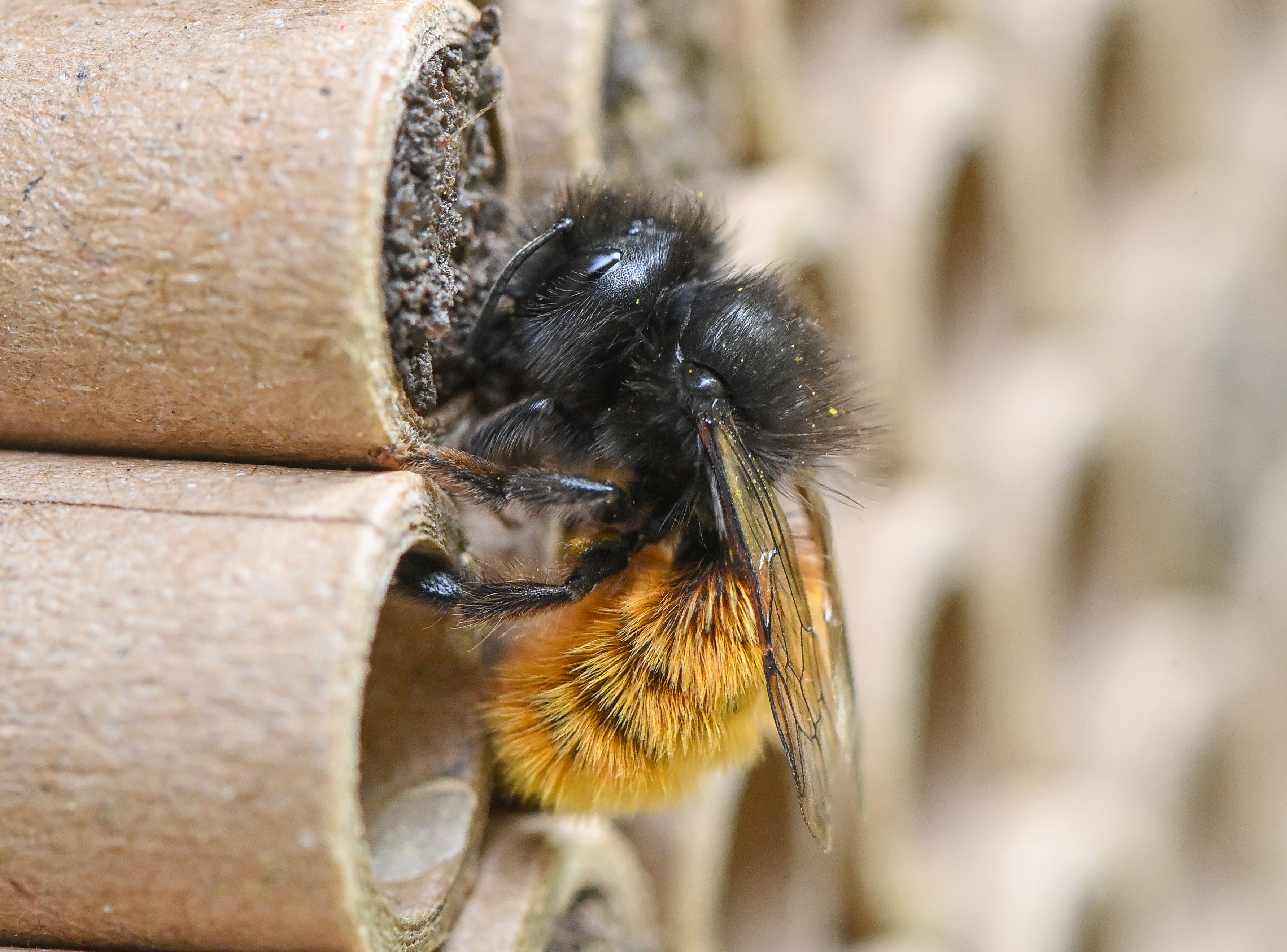 Image - Darum ist das Neumann-Forum in Pankow Berlins bienenfreundlichste Shoppingmall