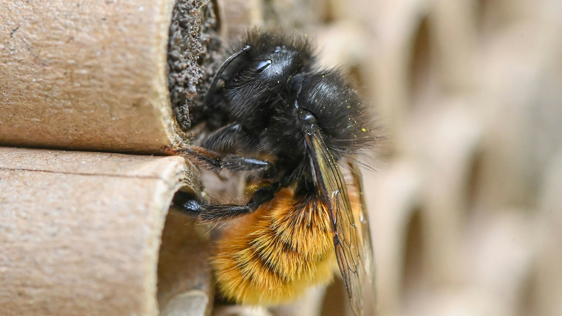 Eine Gehörnte Mauerbiene (Osmia cornuta) auf speziellen Brutröhrchen. Ein sonniges Plätzchen, blühende, abwechslungsreiche Pflanzen in unmittelbarer Nachbarschaft – fertig ist das Paradies für Wildbienen. Das funktioniert auch in der Stadt.&nbsp;