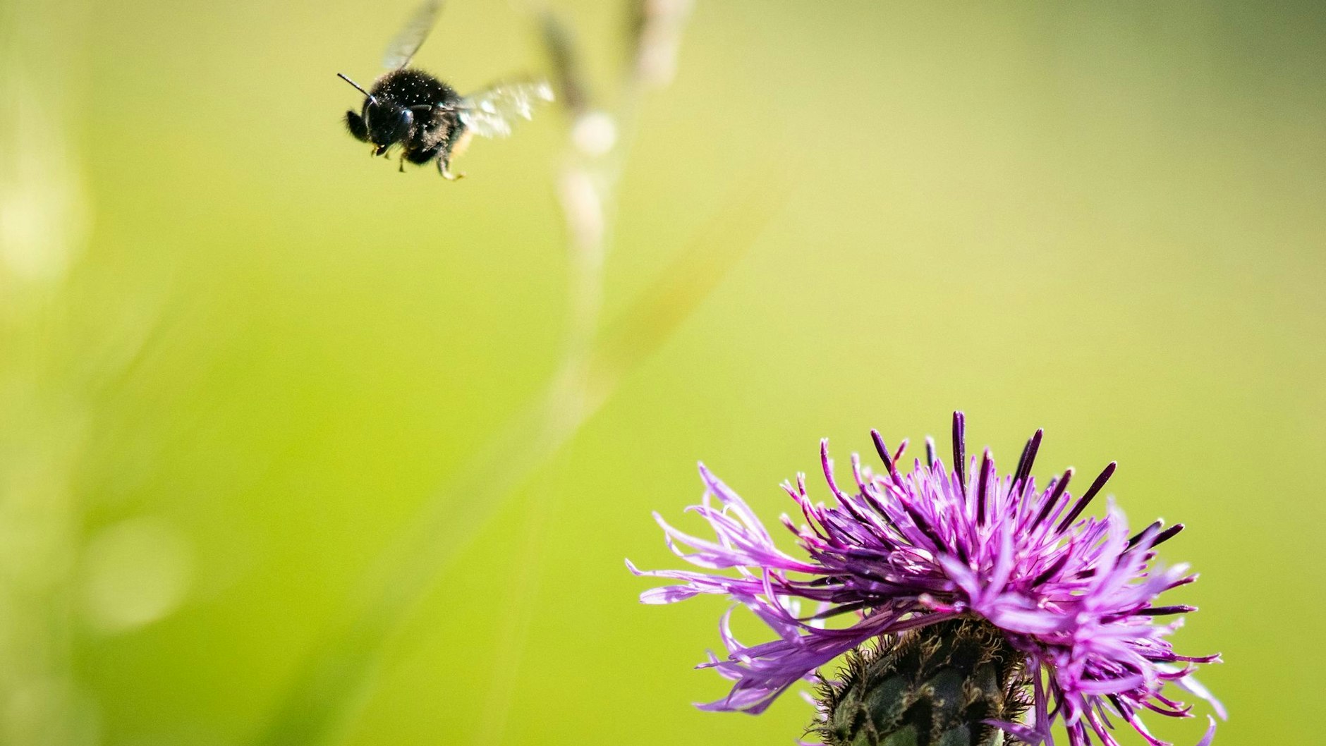 Eine Wildbiene fliegt bei Sonnenschein.