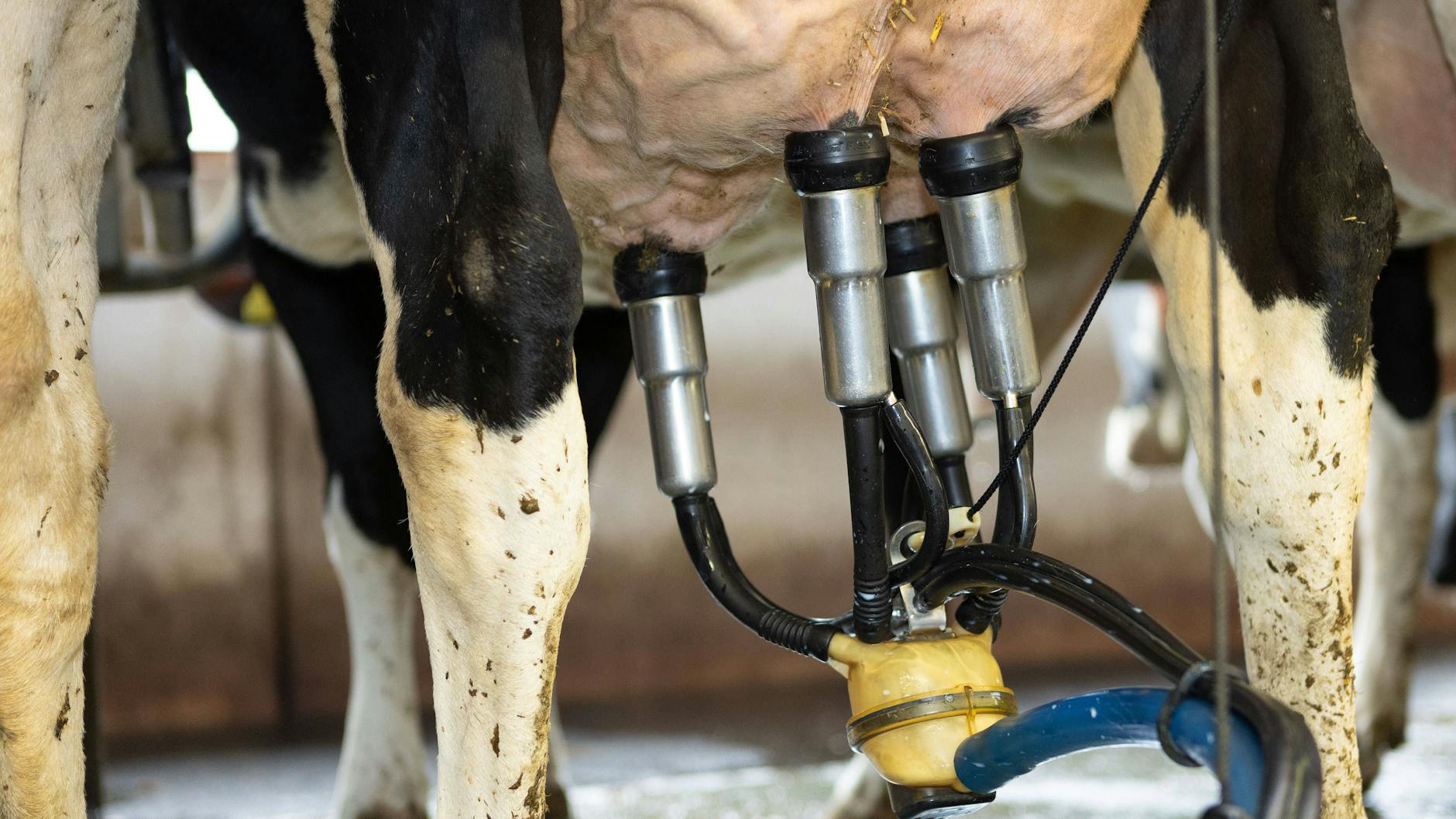 Sofamelker verdienen ihr Geld nicht mit der Milch, sondern damit, dass sie ihre Milch-Quote verkaufen.