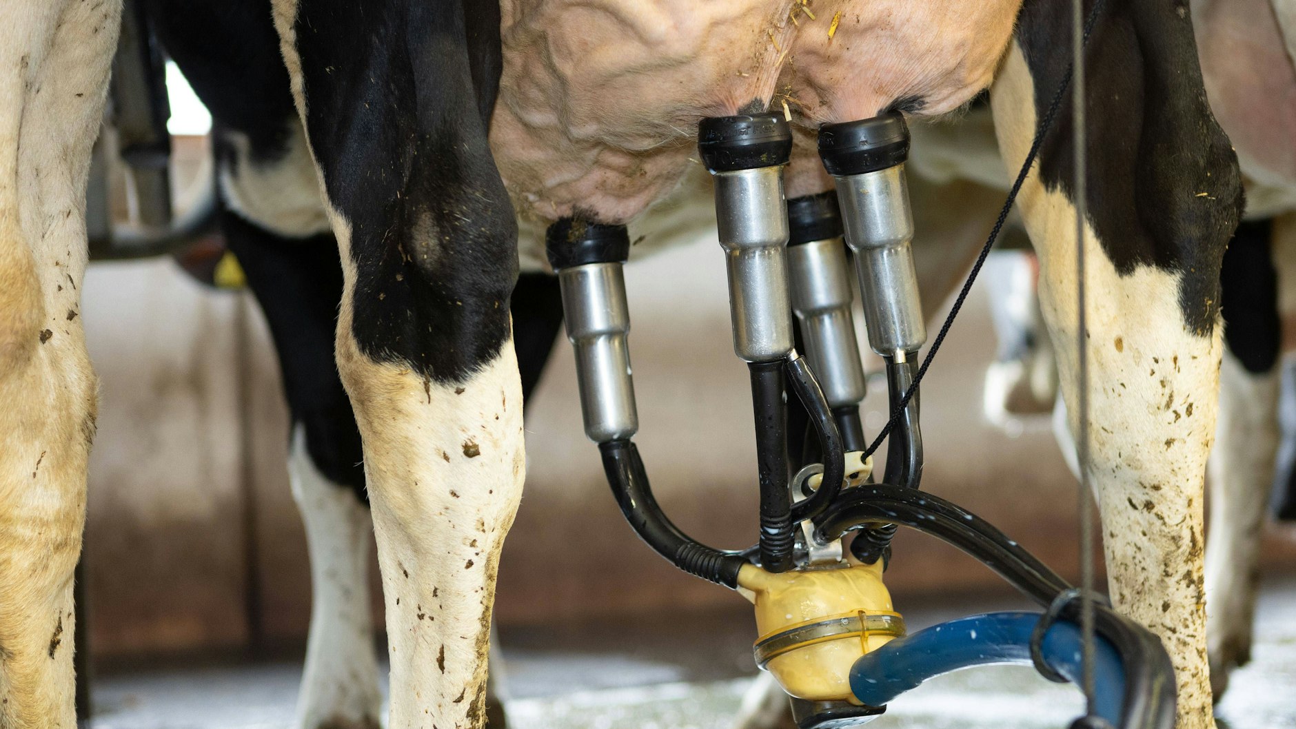 Sofamelker verdienen ihr Geld nicht mit der Milch, sondern damit, dass sie ihre Milch-Quote verkaufen.