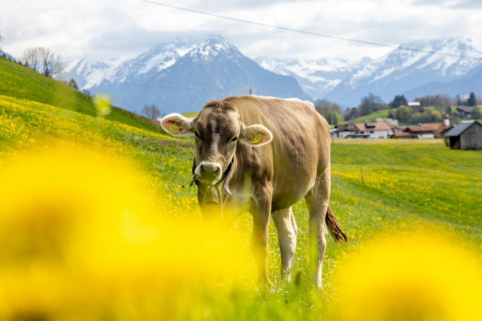 Viele Landwirte verdienen mit der Milch ihrer Kühe Geld - doch in der Vergangenheit gab es auch sogenannte Sofamelker.