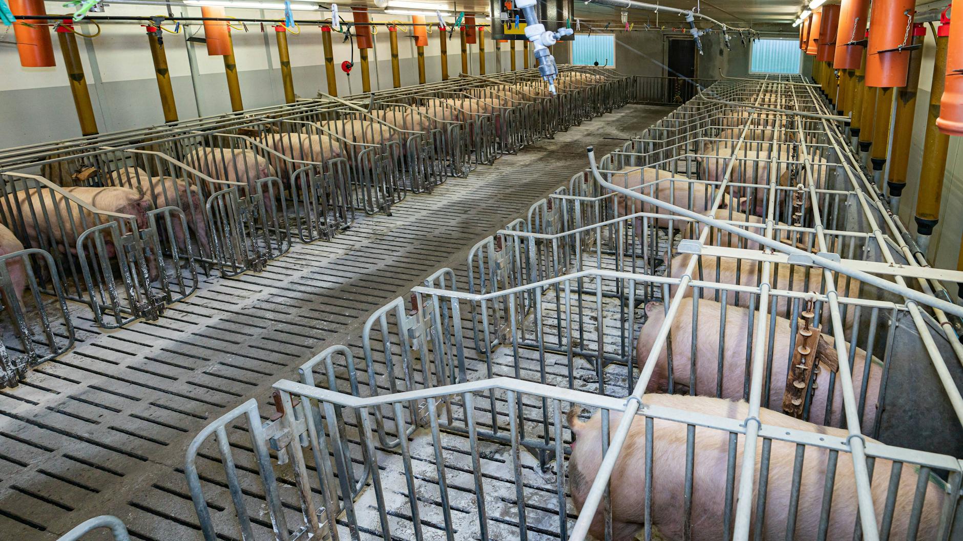 Mit dem Spaltenschieber wird der Dreck der Schweine durch den Spaltenboden geschoben.